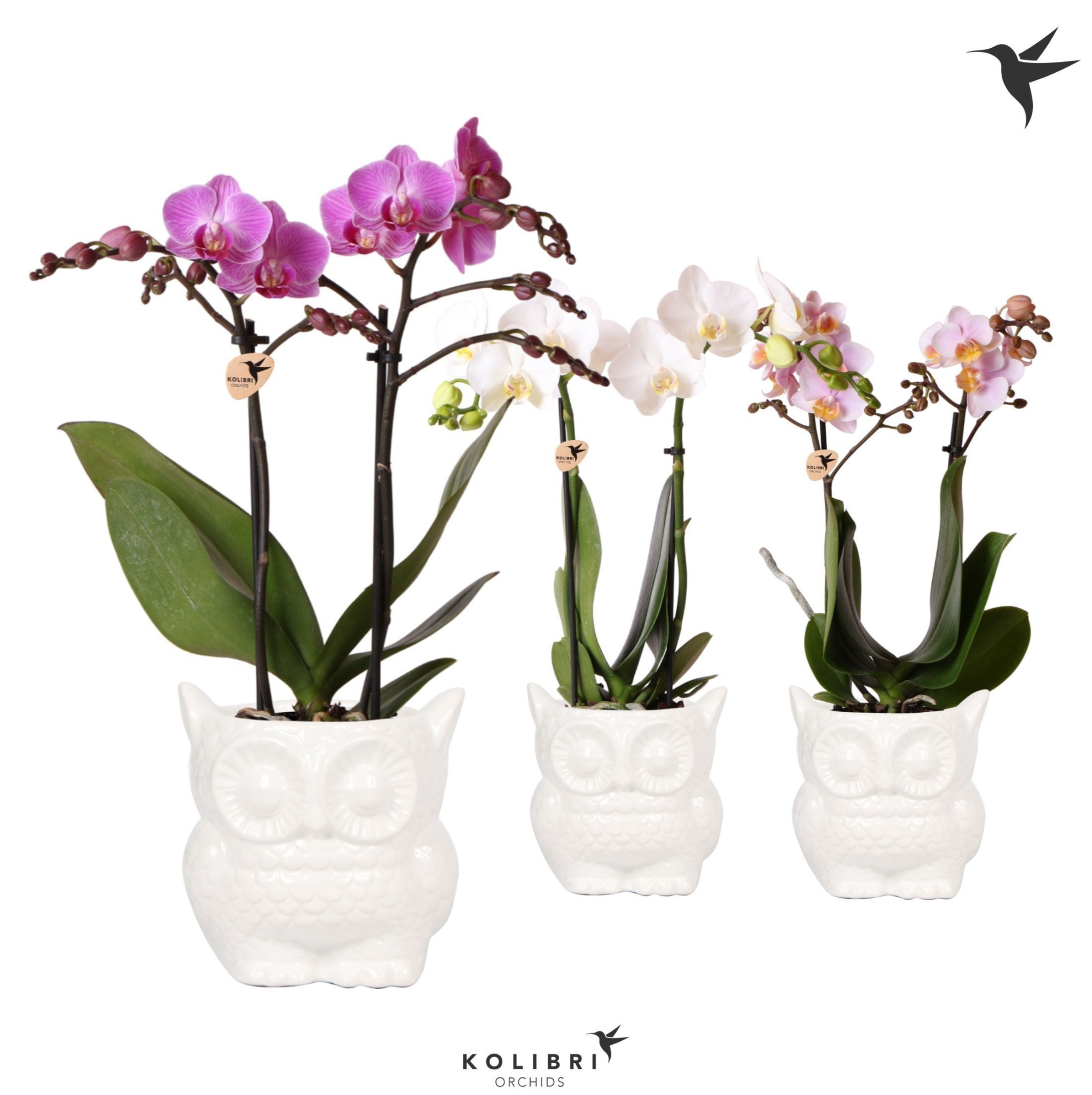 Kolibri Orchids Phalaenopsis mix 2 spike in Owl pot white, D 9