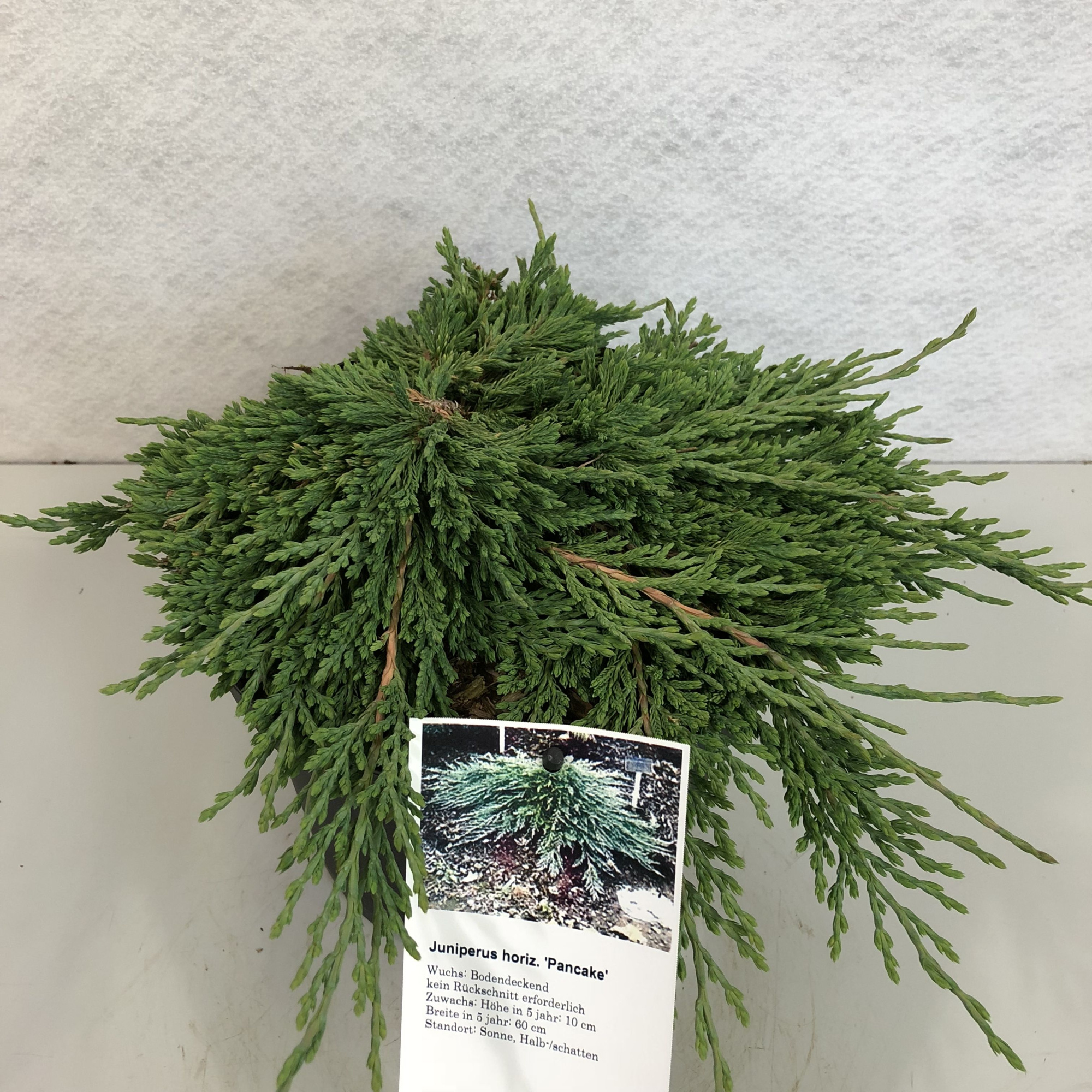 Juniperus horizontalis 'Pancake', D 19 cm