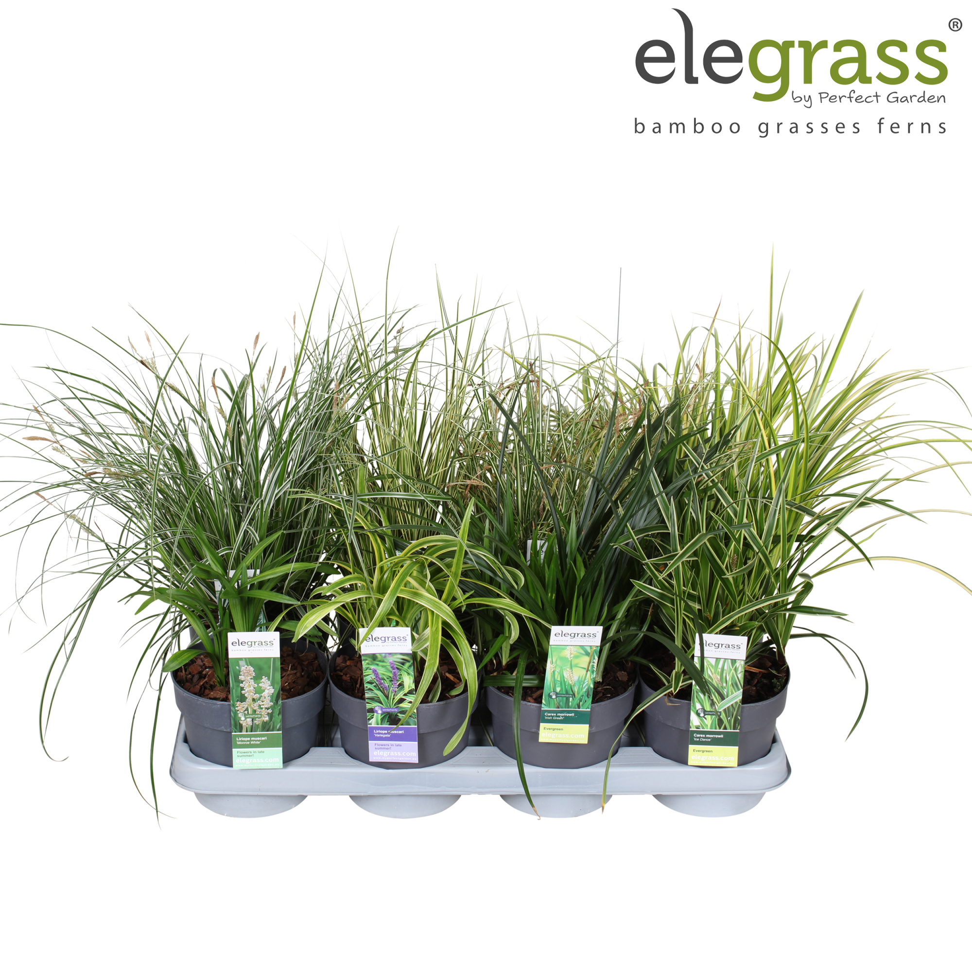 Grassen mix tray - Elegrass Hardy and Evergreen P14, D 14 cm