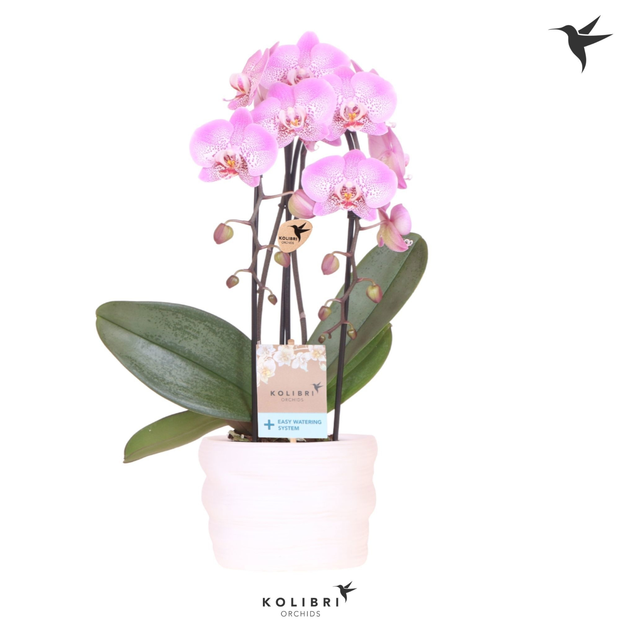 Kolibri Orchids Cascade Niagara Fall pink 2 spike in pot white with easy watering system, D 12