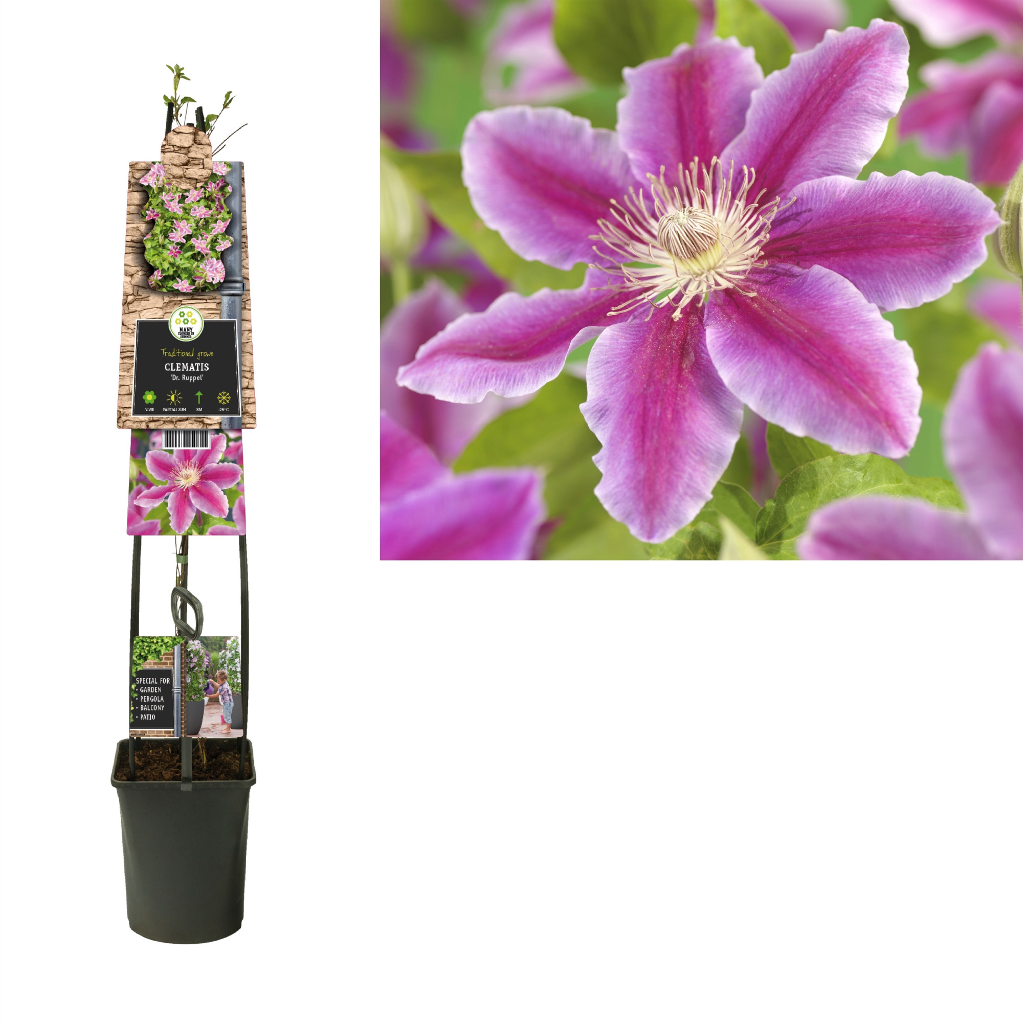 Clematis 'Dr. Ruppel' +3.0 label, D 23 cm