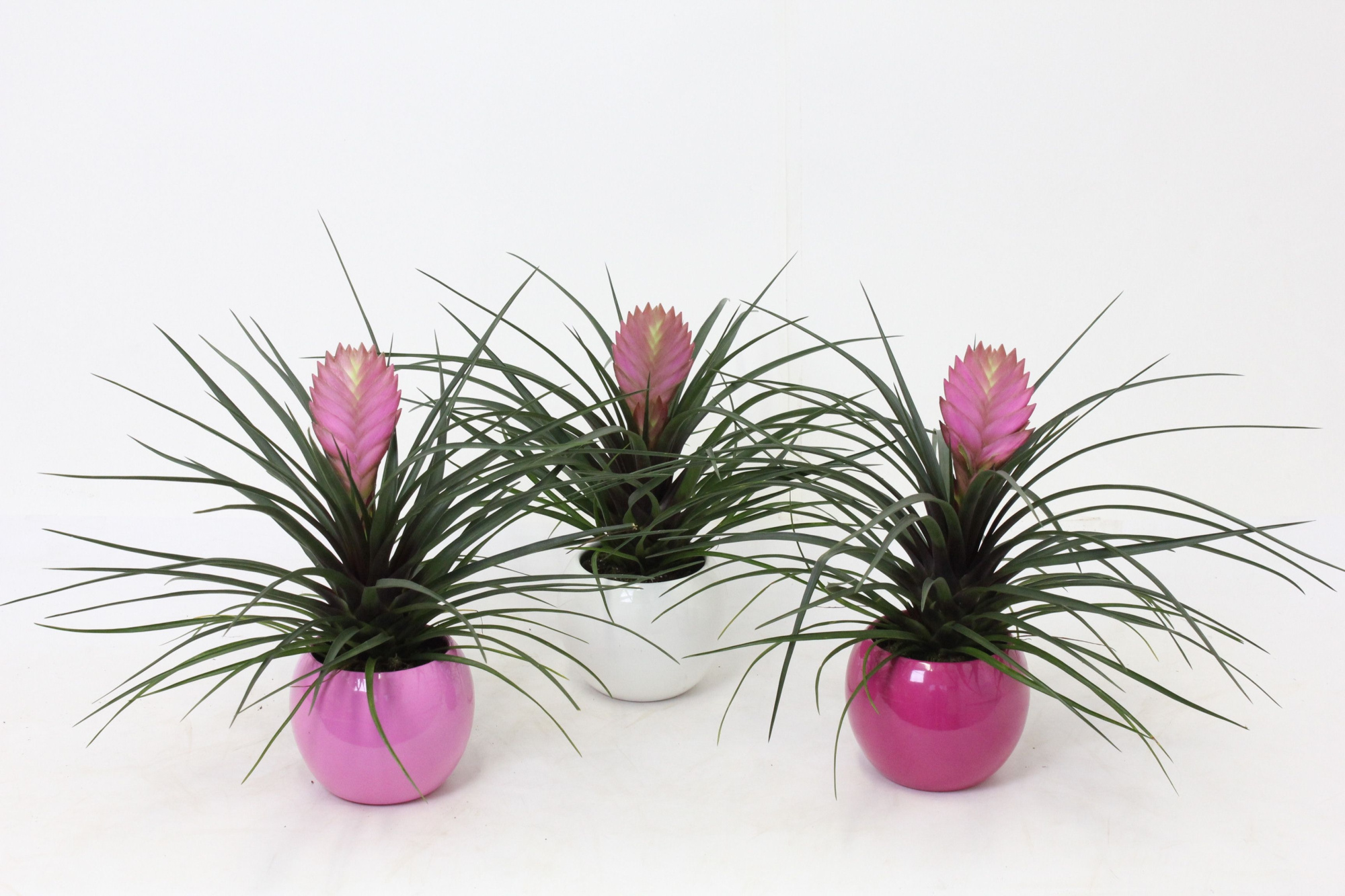 Tillandsia in Lisa Bolpot 10, D 11 cm