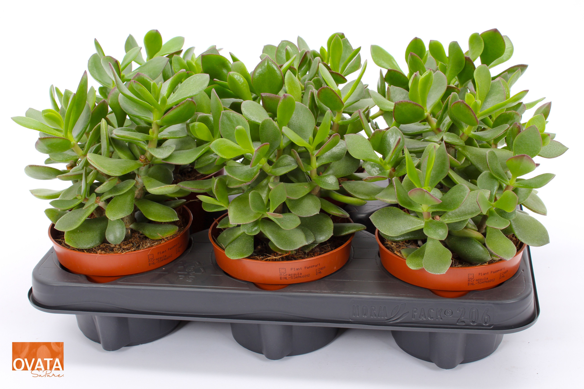 Crassula minova magic 12 WOODS, D 12 cm