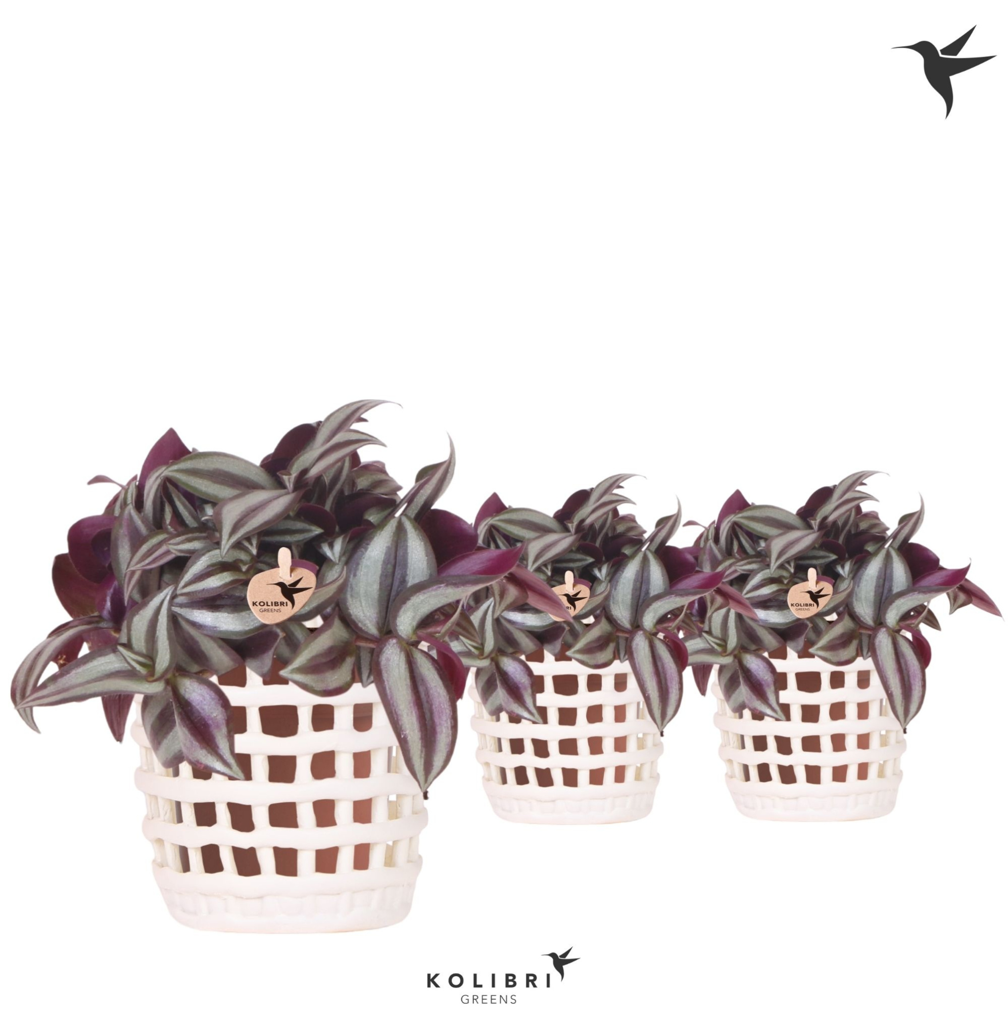 Kolibri Greens Tradescantia Zebrina in Mesh pot white, D 9 cm