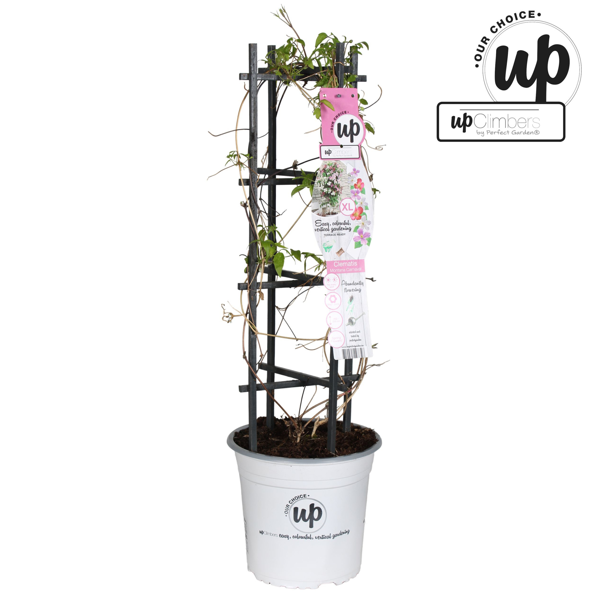 Clematis mon. Carnaval Colour mix P23, D 23