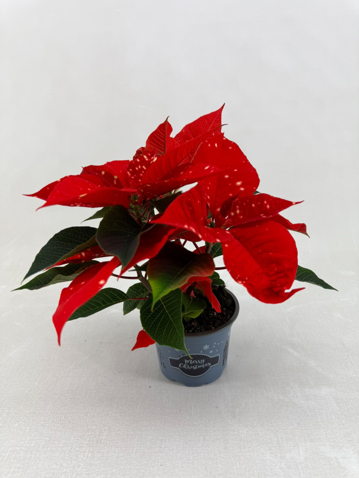 Poinsettia Fantasy star oranje, D 10,5 cm