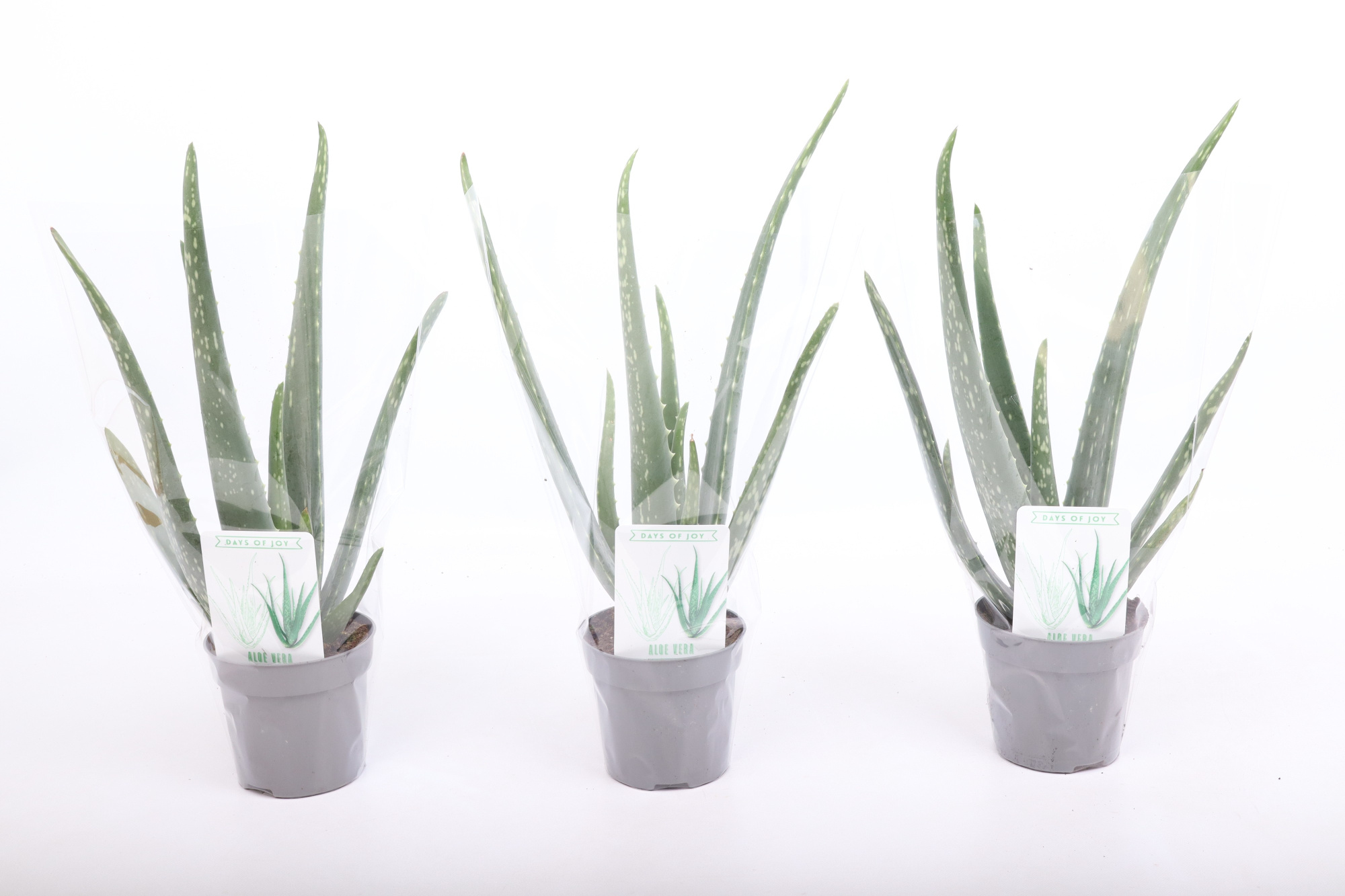 Aloë Vera XL, D 10,5 cm