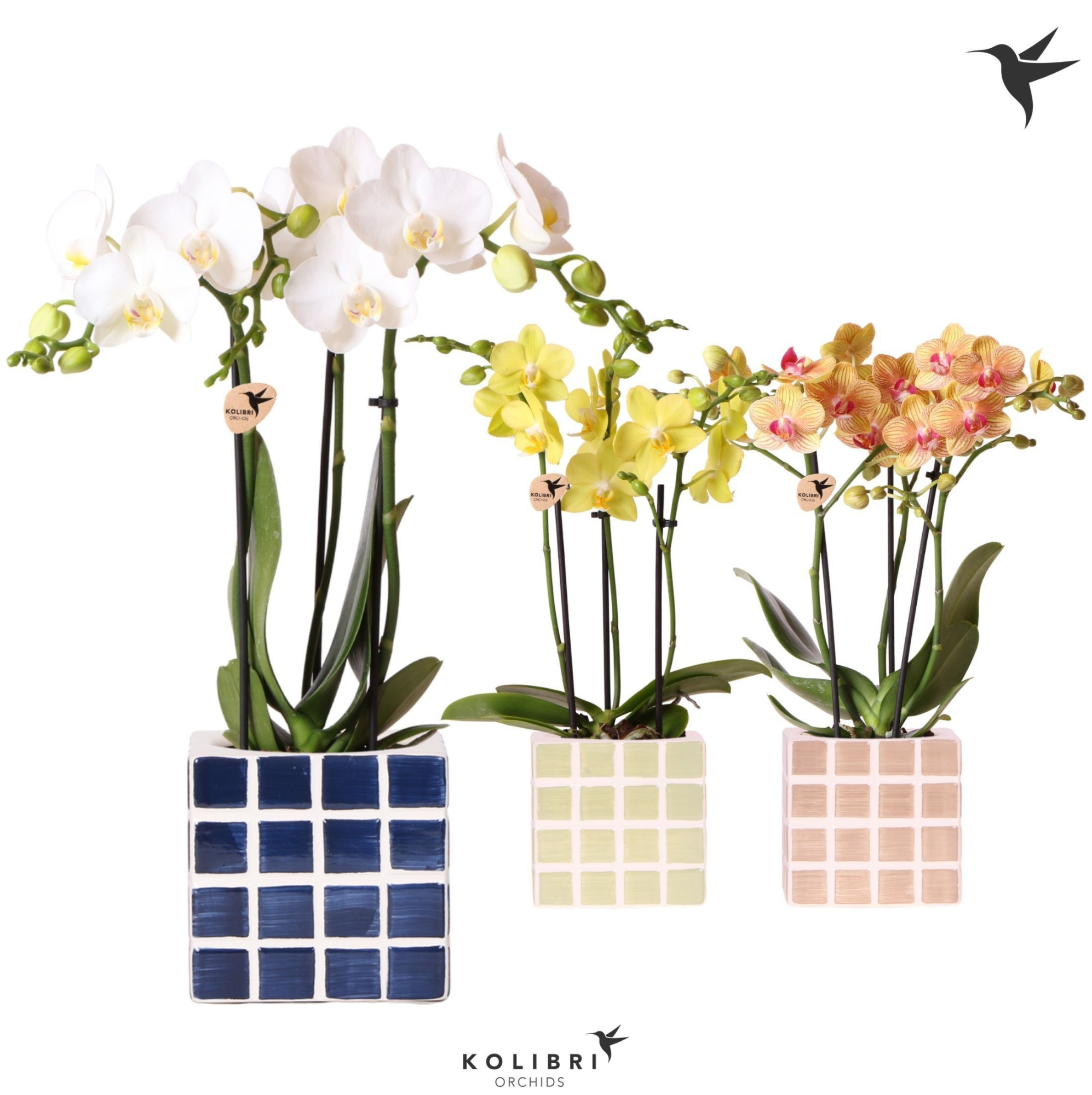 Kolibri Orchids Phalaenopsis mix 3 spike in Mosa pot blue mix, D 9