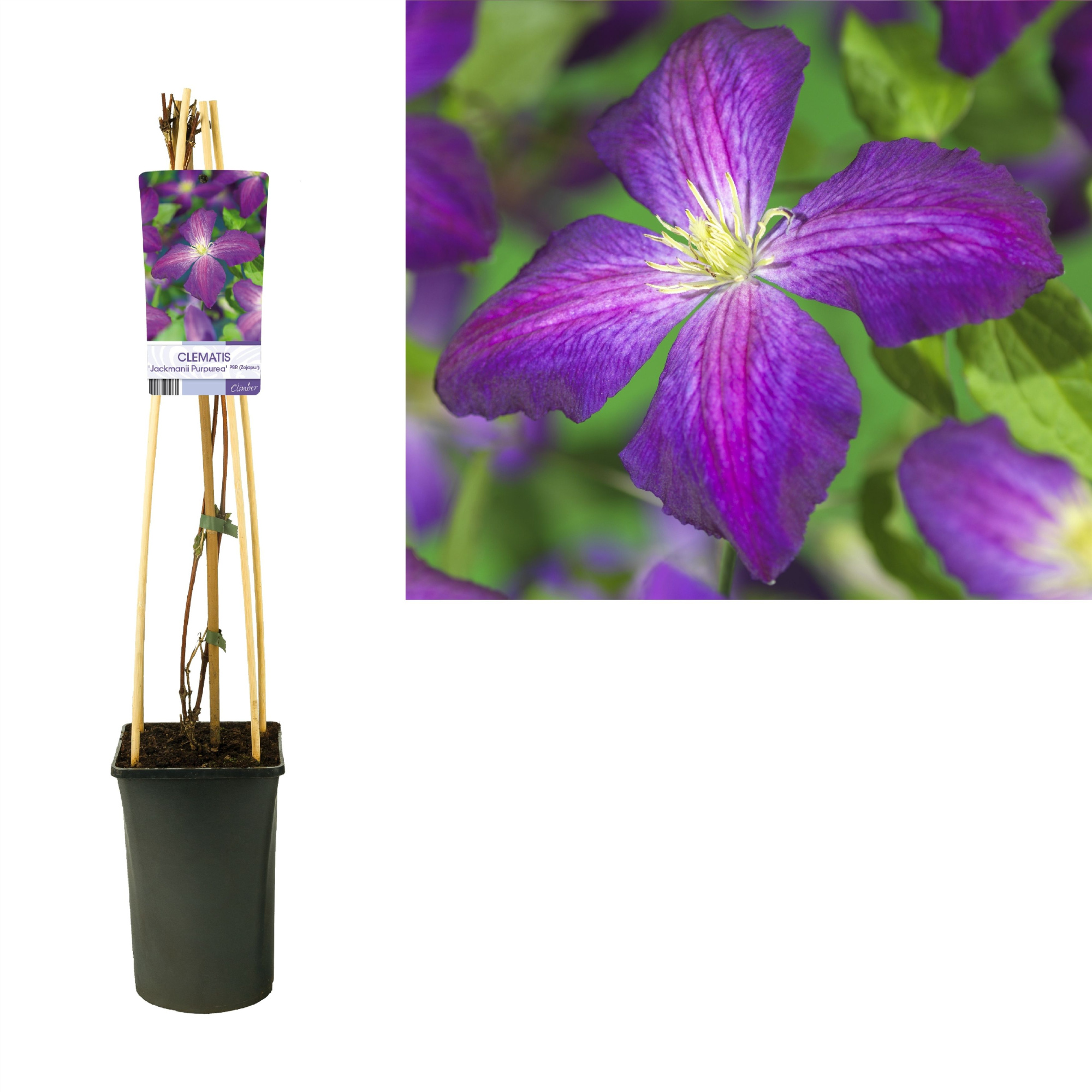 Clematis Jackmanii Purpurea PBR +light label, D 17 cm