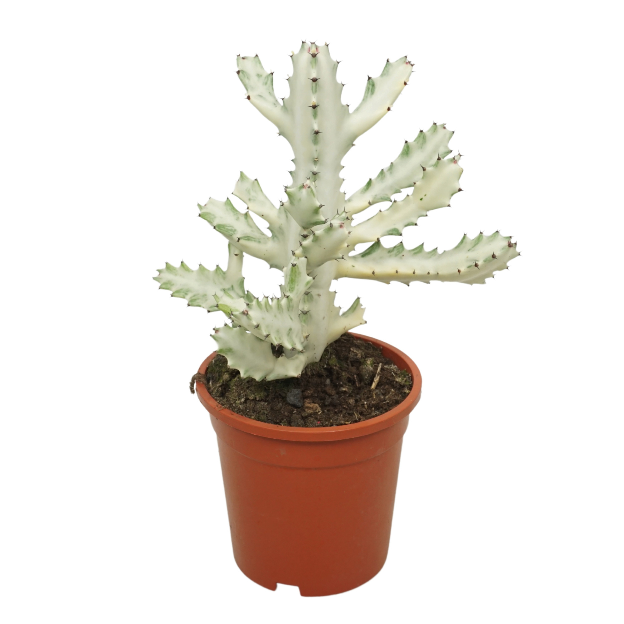 Euphorbia lactea variegata 'White ghost' 17 cm, D 17
