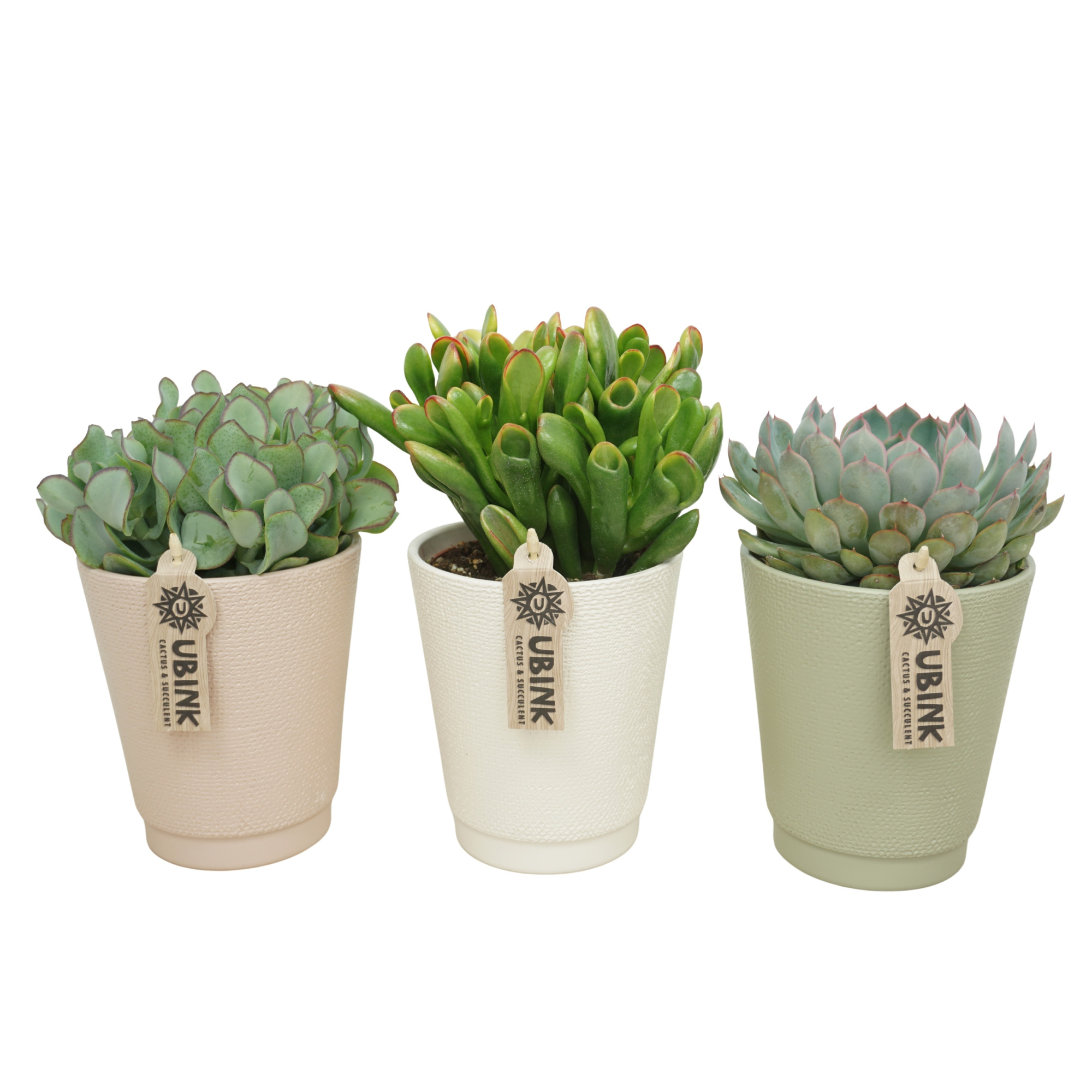 Succulent mix in 13 cm pastel Vaaspot (3 assorti), D 12