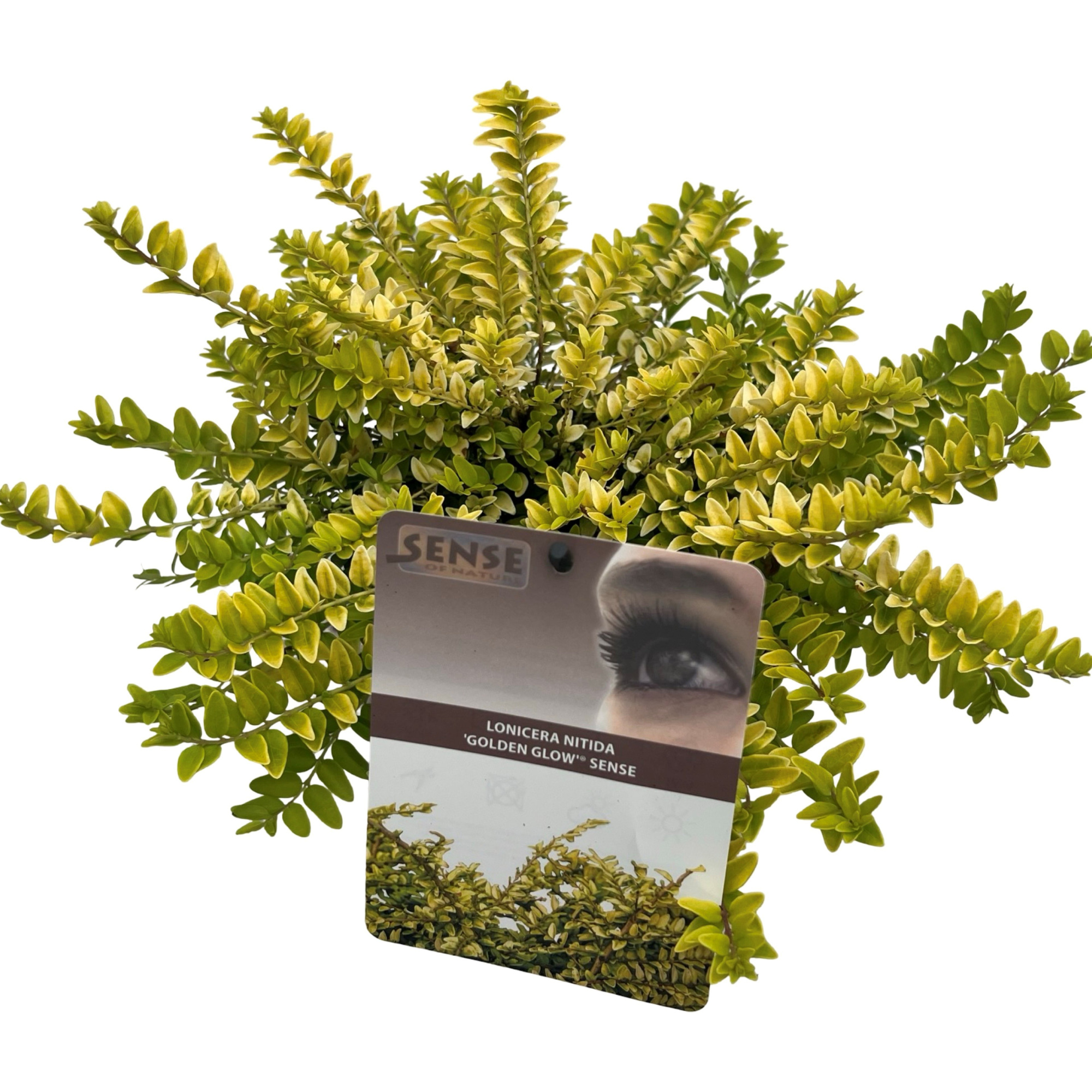 Lonicera nitida 'Golden Glow'® sense, D 17 cm