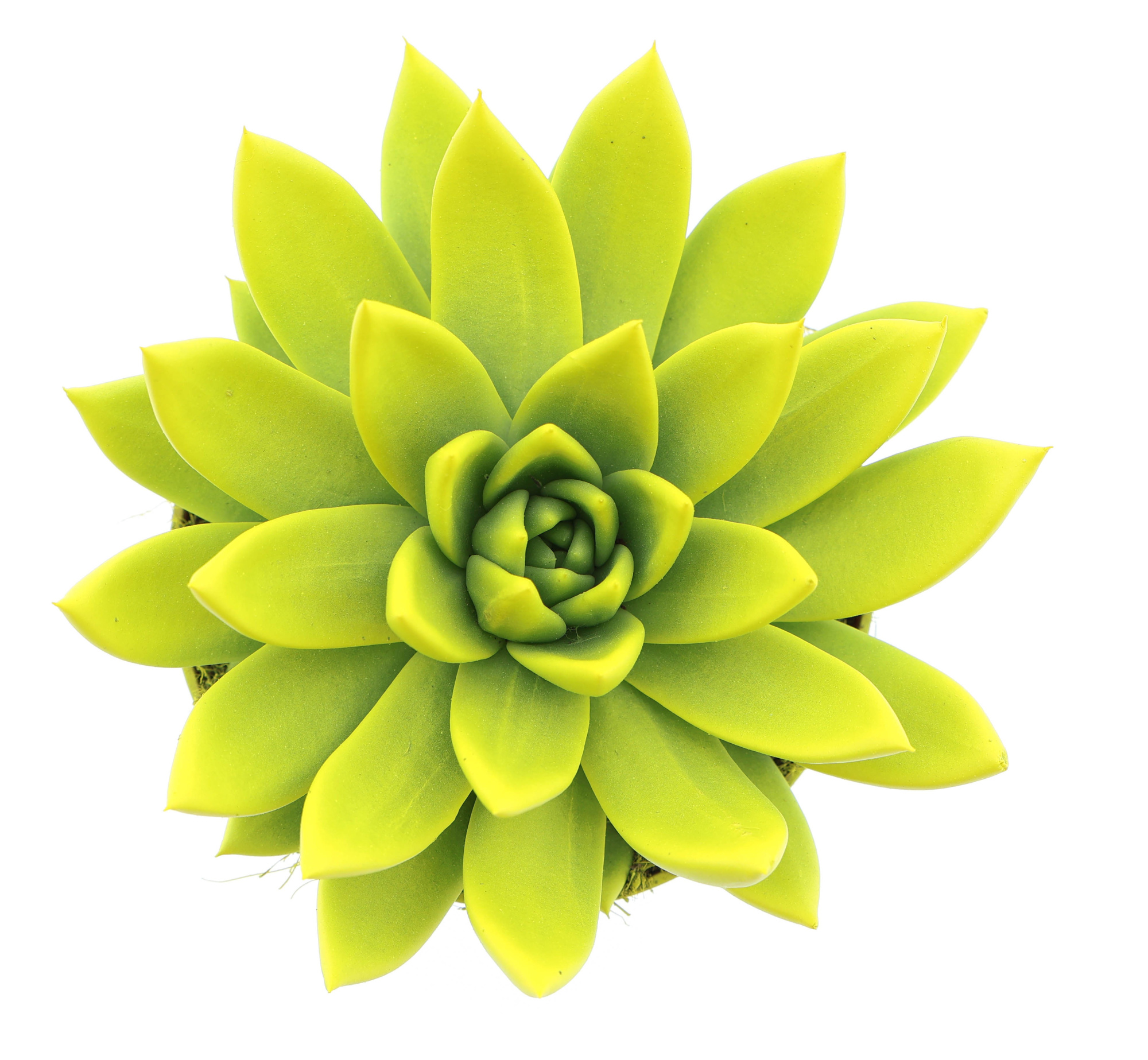 Rainbow yellow, D 12 cm