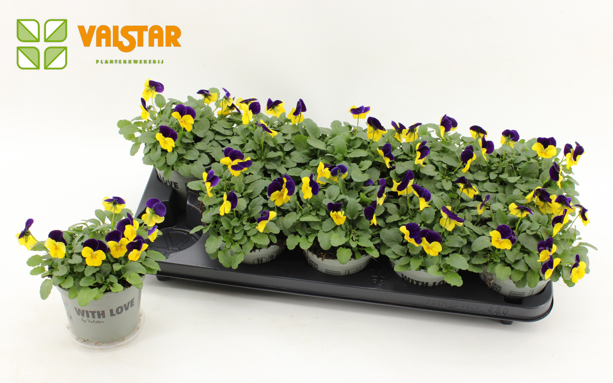 VIOLA CORNUTA DELTINI Yellow Jump Up, D 12 cm