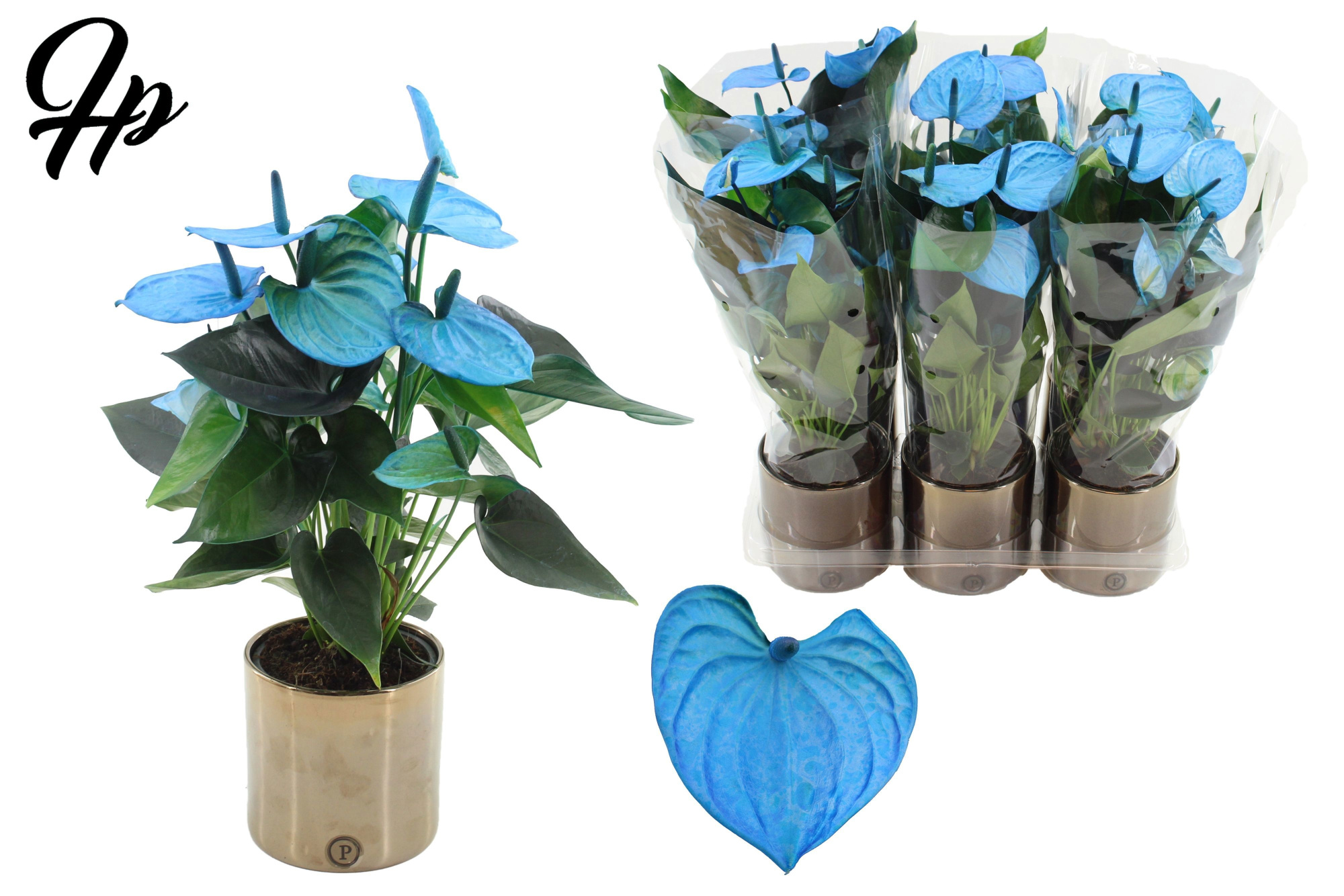 Anthurium 12 cm Make-Upz Blue in PURE Juliette Goldbronze ceramics, D 12 cm