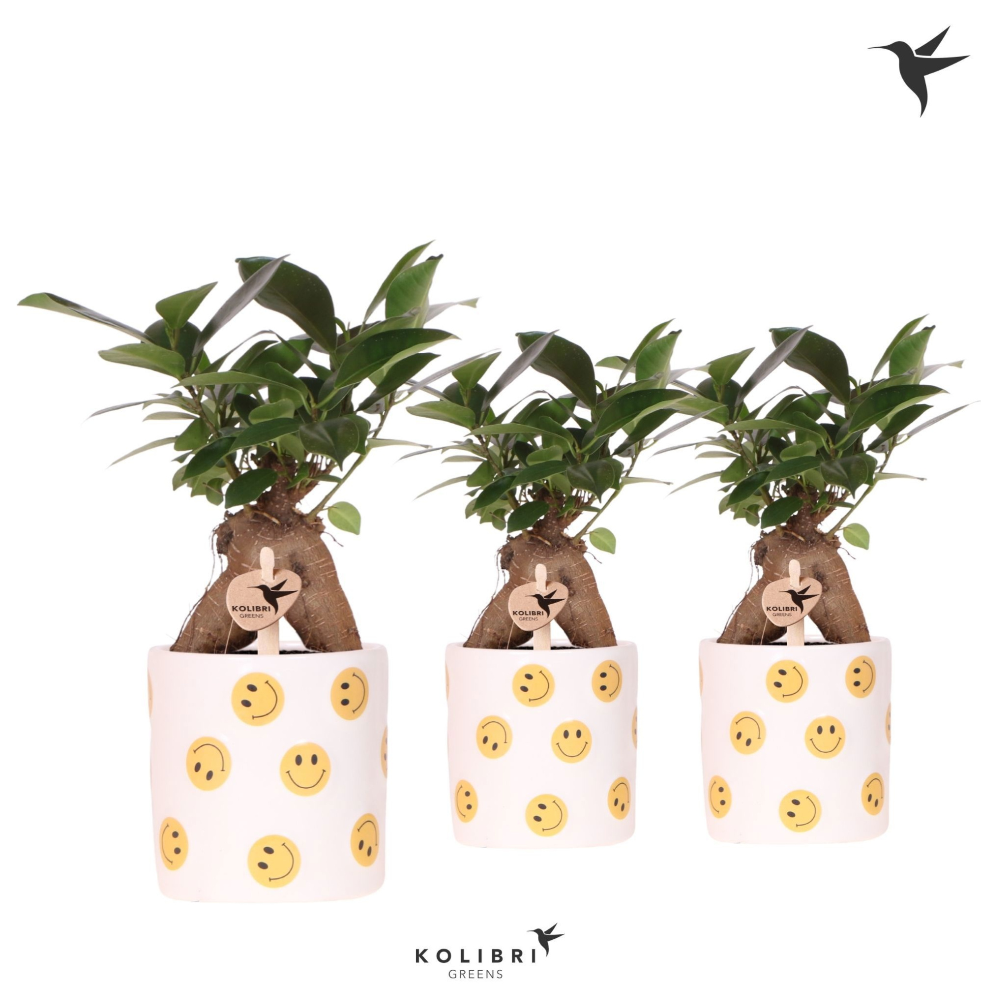 Kolibri Greens Ficus Ginseng Retusa in Smiley pot, D 9 cm