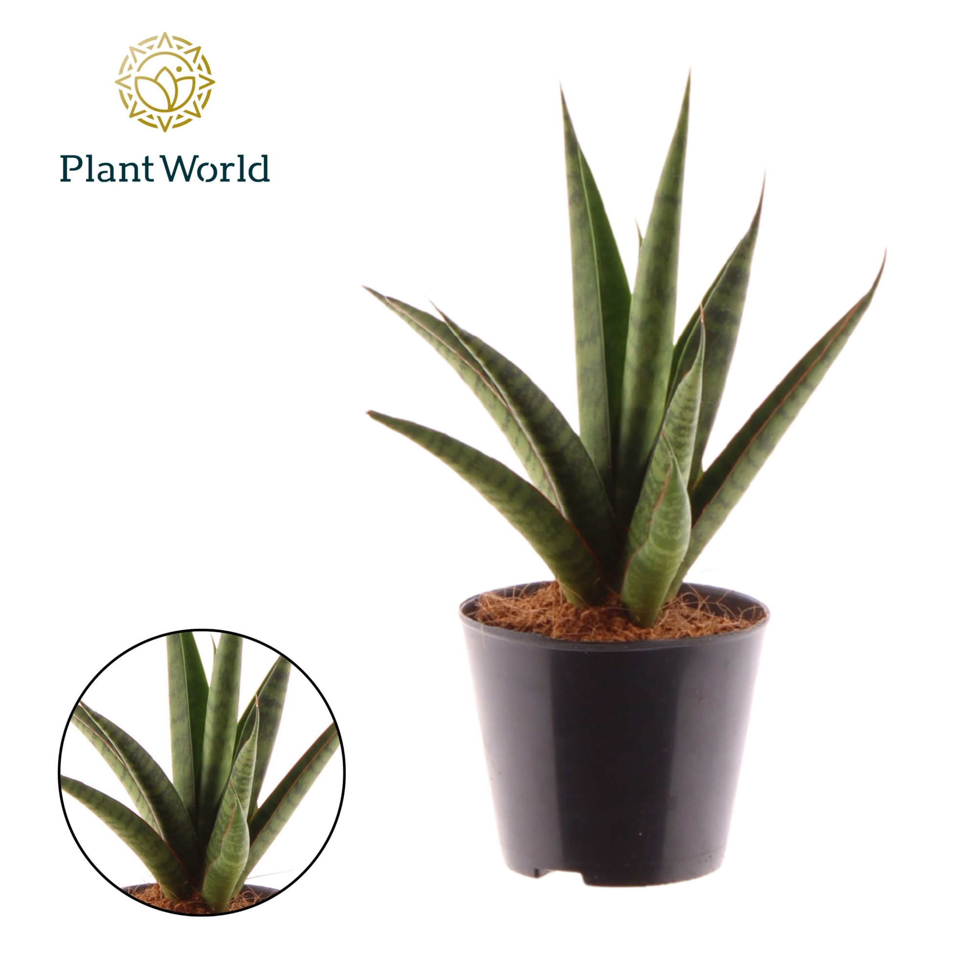 Sansevieria 'trifciata' Pineapple, D 8,5 cm
