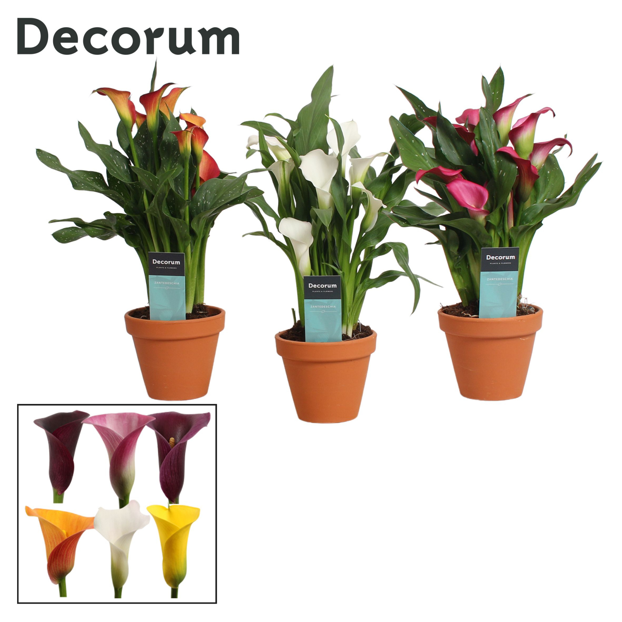 Zantedeschia (Calla) Mix in Terracotta Steen (Decorum), D 12