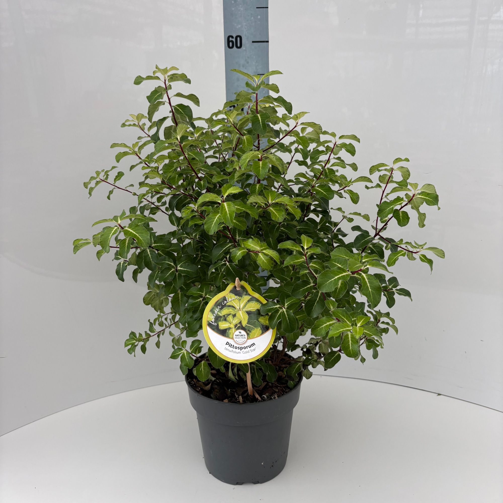 Pittosporum ten. 'Gold Star', D 17 cm