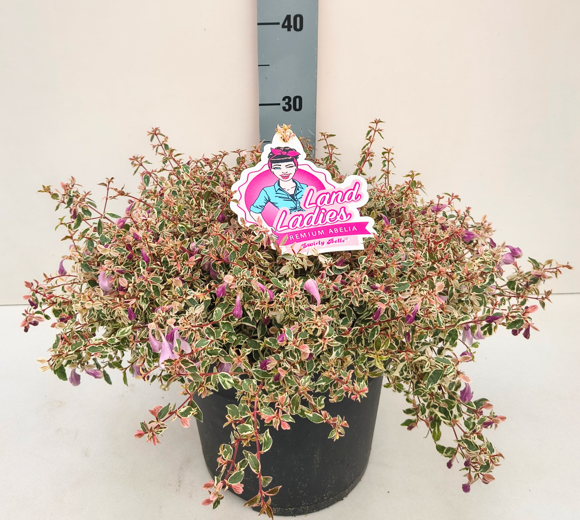 Abelia Swirly Bells 26T NEW!!!, D 26 cm