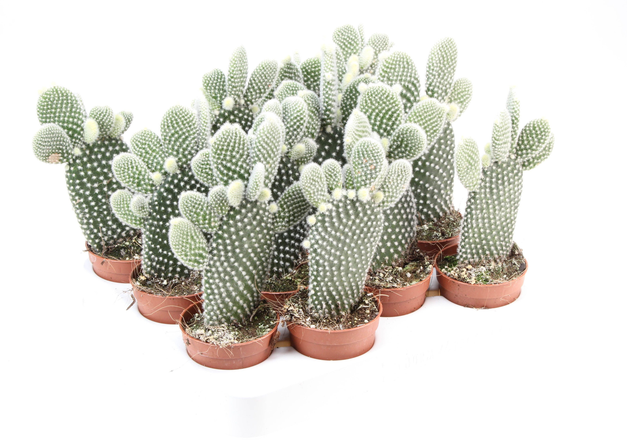 Opuntia Microdasys Albata, D 6,5