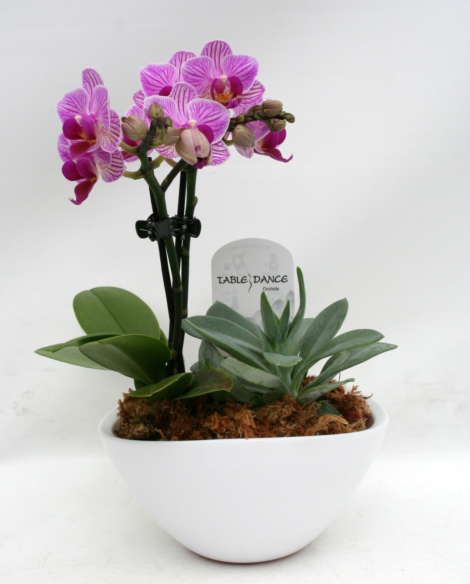 Schale 'Morena' oval, weiß bepflanzt mit Phal. 2 Rispen und Beipflanze, D 13 cm