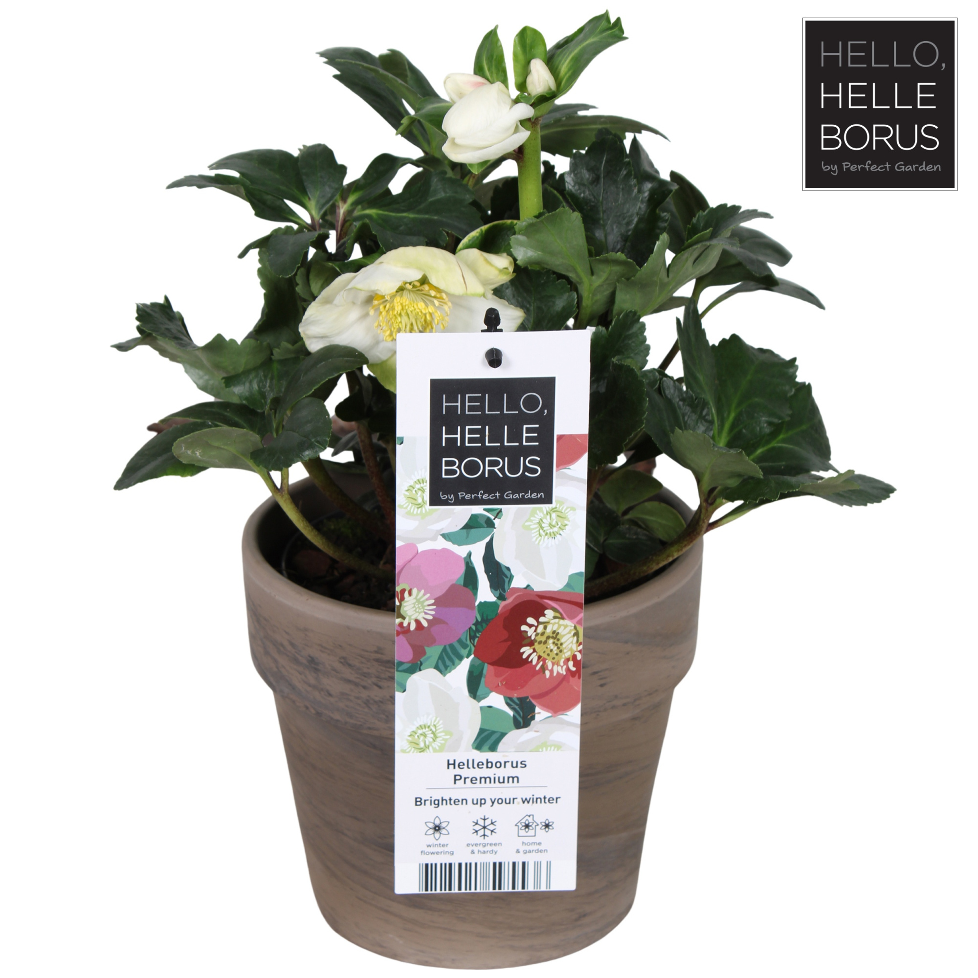 Helleborus niger 'Christmas Carol' P17 (Basalt series), D 17 cm