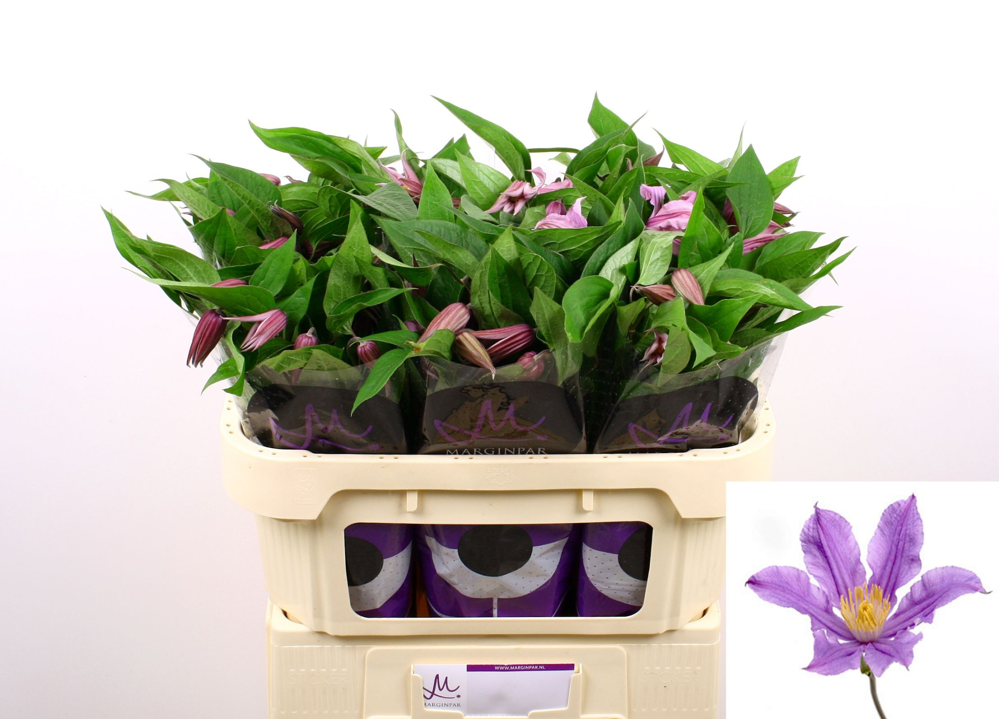 Клематис Эмейзин Лондон 70, шт.