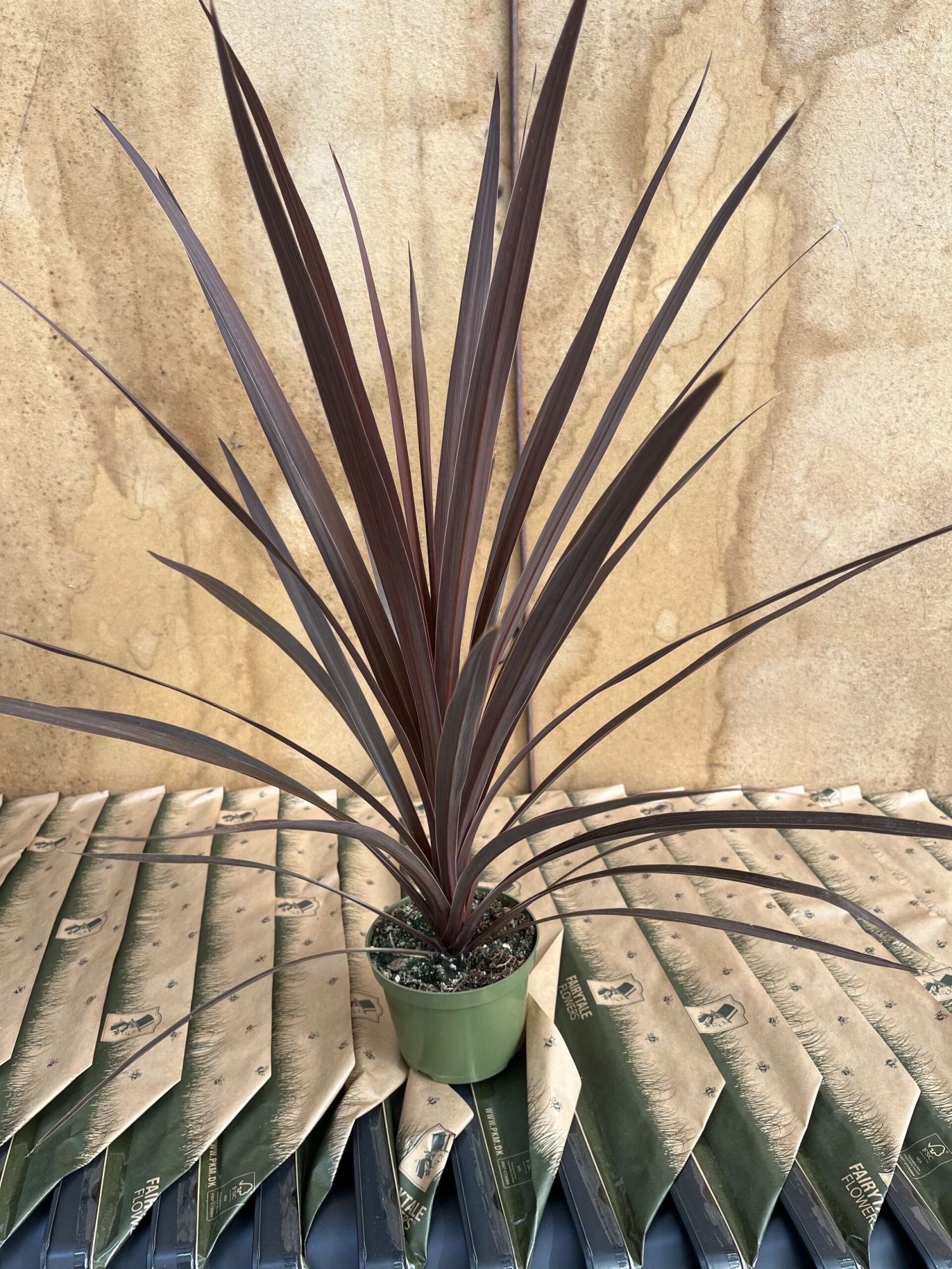 Cordyline, D 11,5 cm