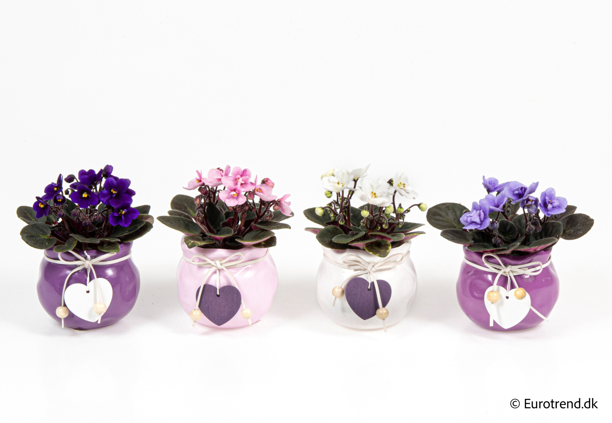 Saint paulia in Valentine ceramic 2026, D 6