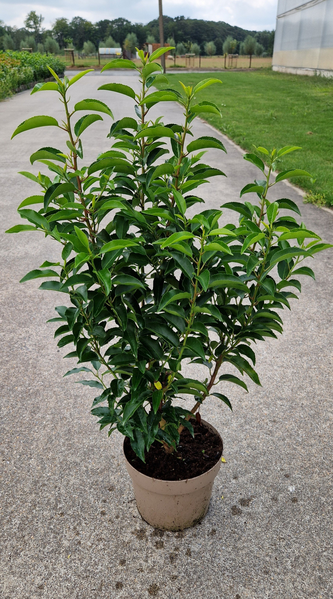 798 EB : Pot 19 cm Prunus Lusitanica Angustifolia, D 19 cm