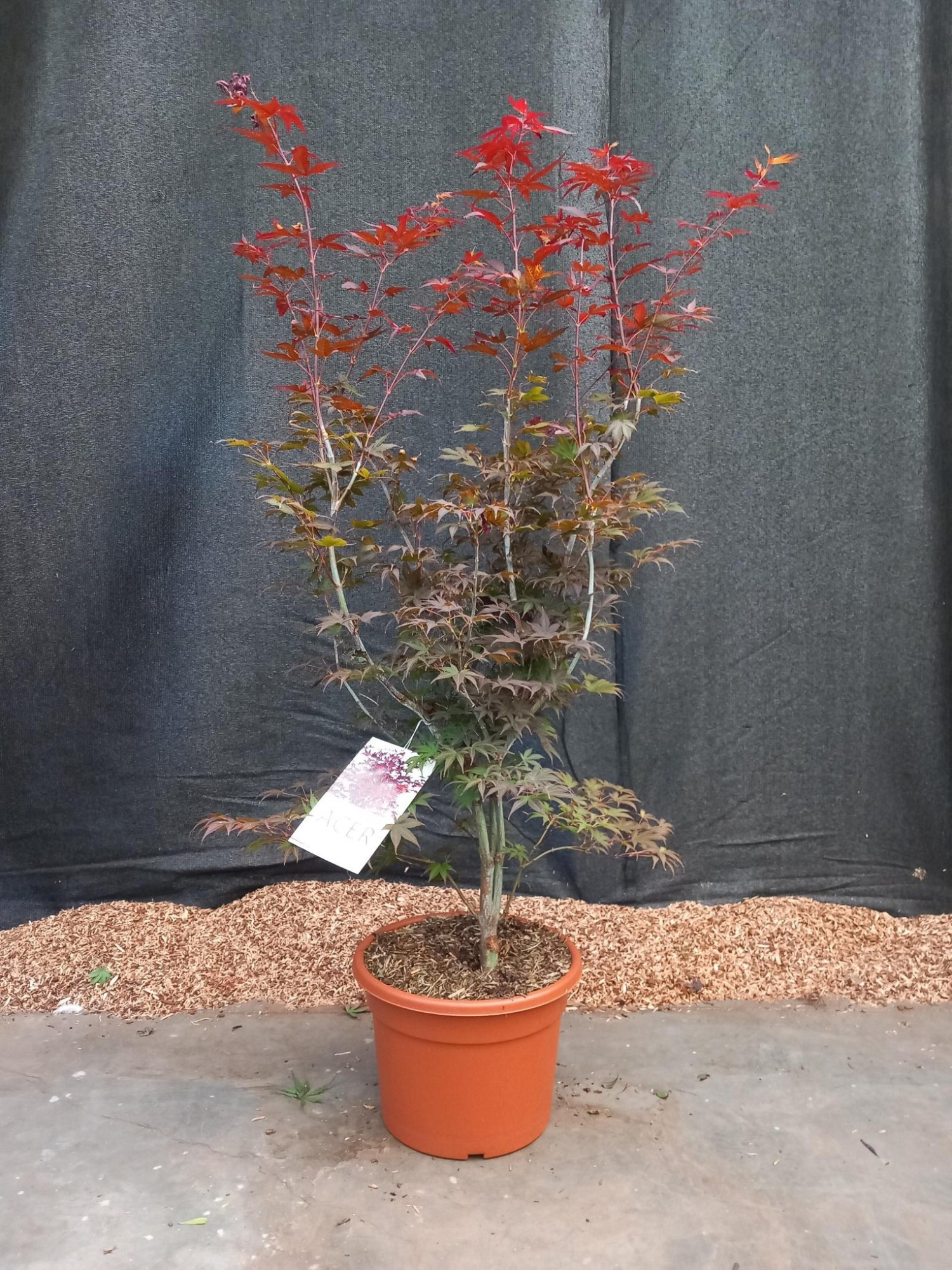 Acer palmatum Atropurpureum, D 32 cm