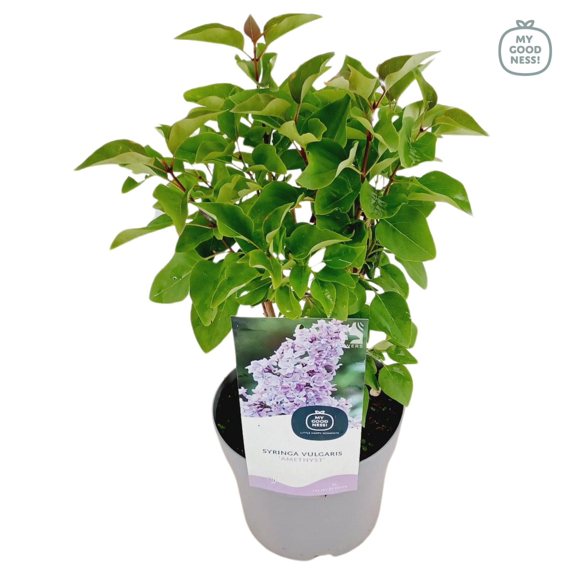 Syringa Vulgaris c2 ' Belle de Nancy', D 17 cm