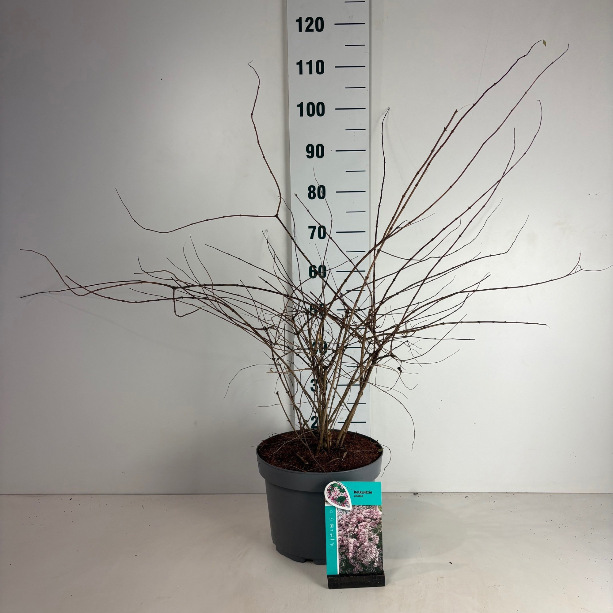 Kolkwitzia amabilis, D 29