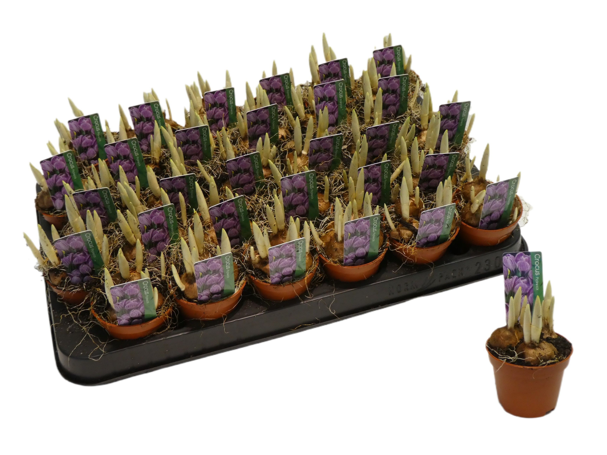 Crocus vernus 'Pickwick', D 5