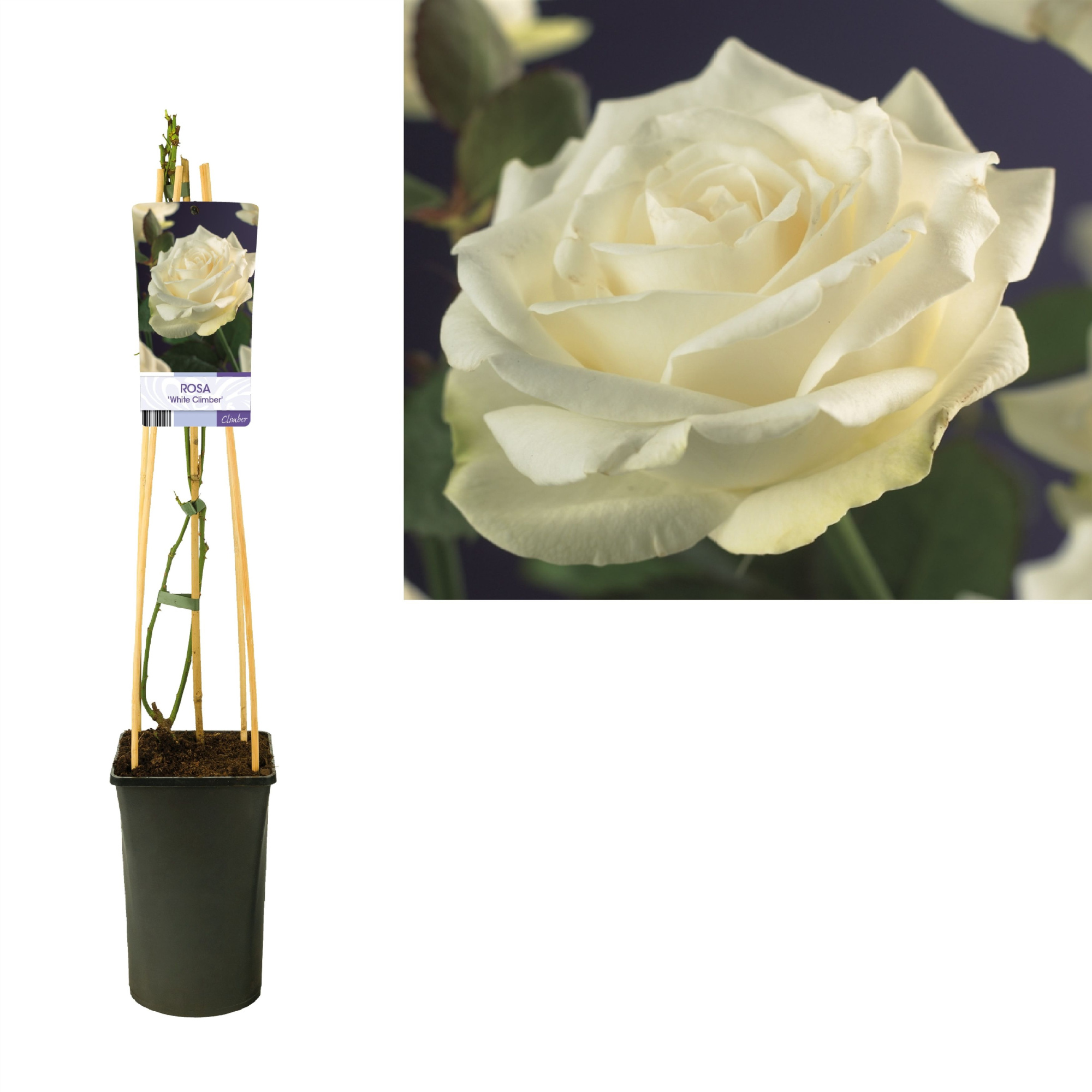 Rosa 'White Climber' +light label, D 17 cm