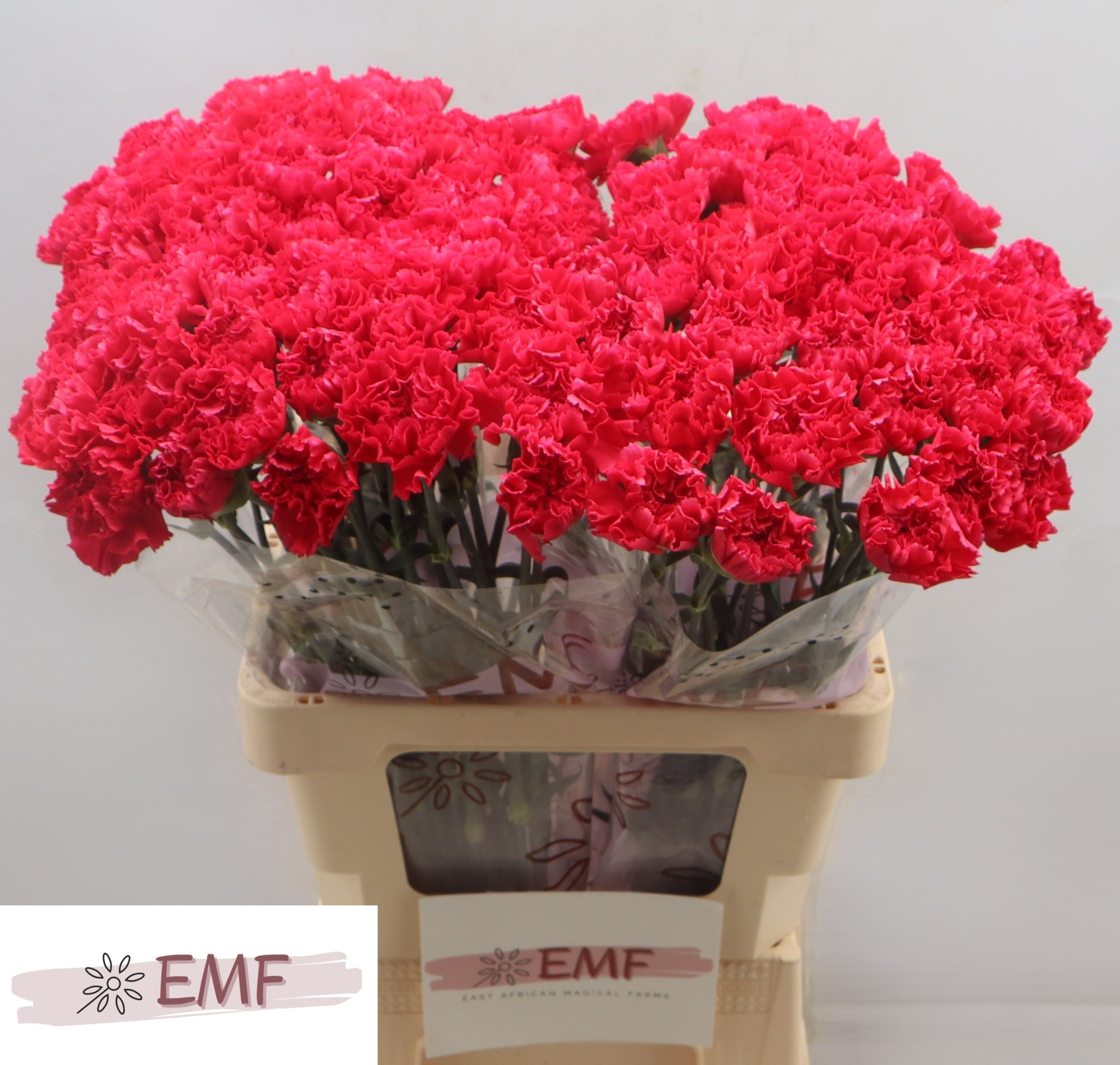 Диантус од. Мандала, шт.