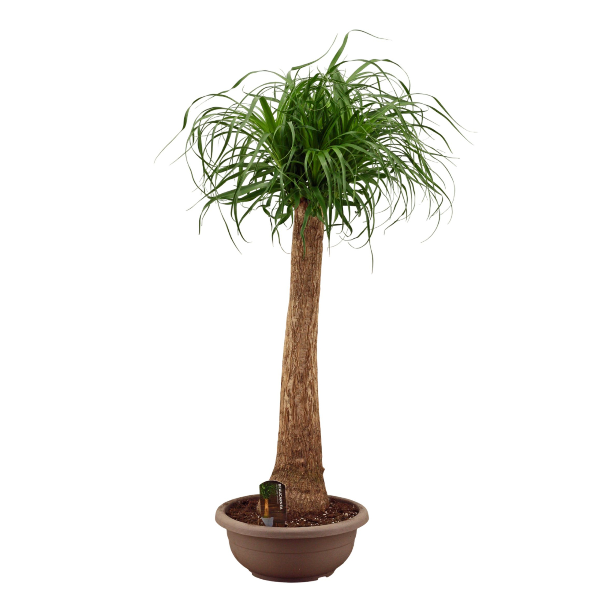Beaucarnea recht compact in 35 cm, D 35 cm