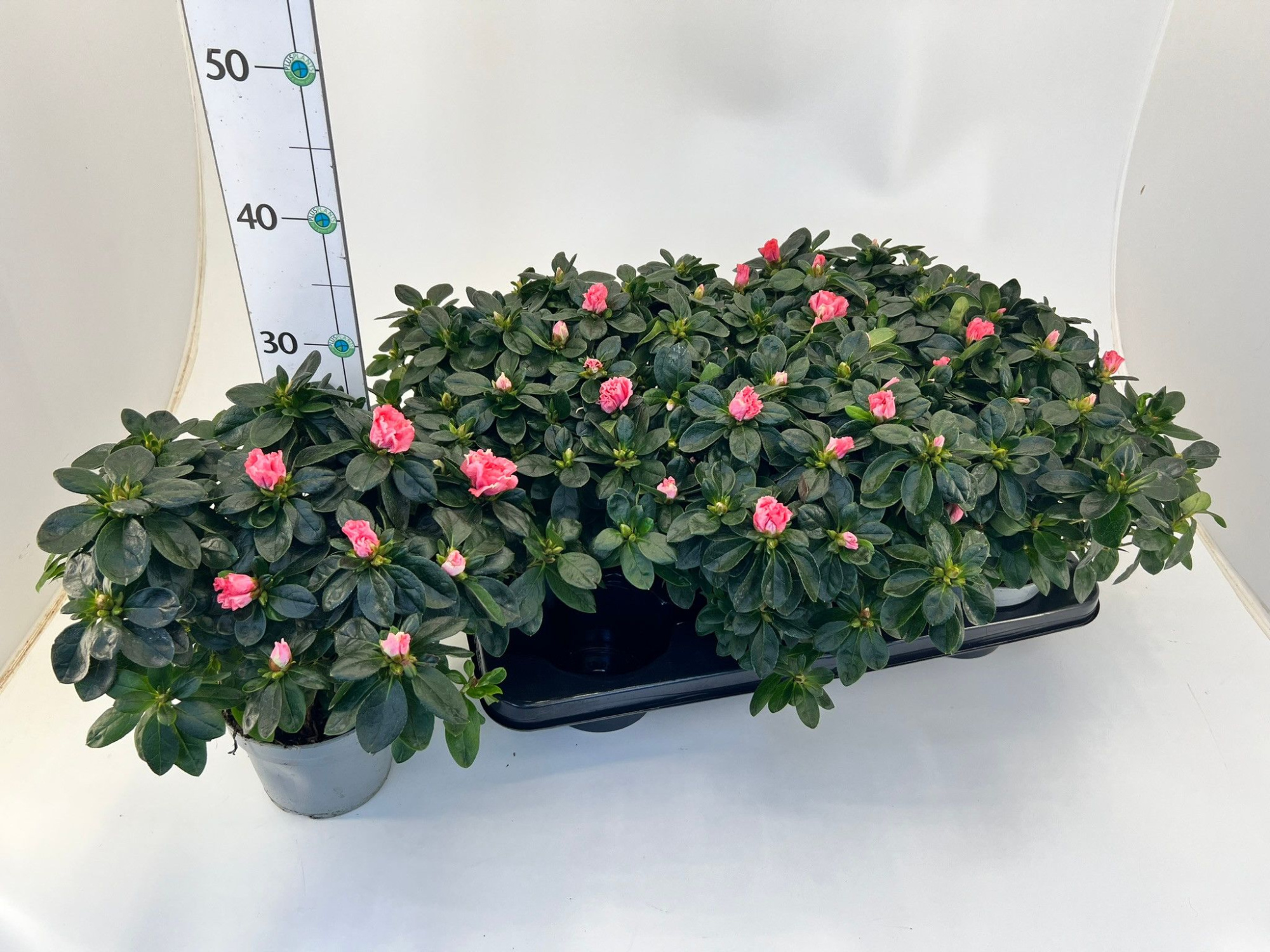 Rhododendron simsii T14 ⌀22-25 salmon, D 14