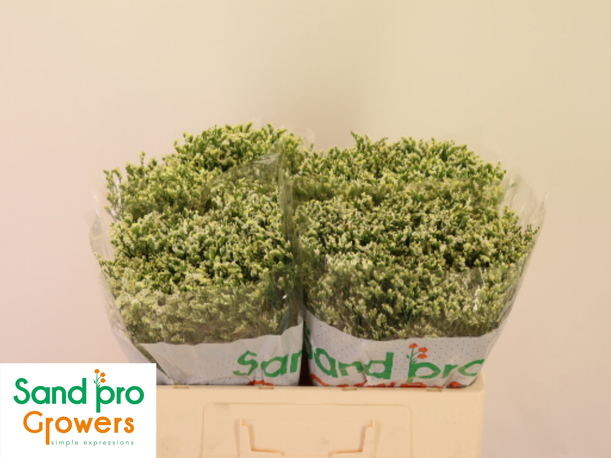 Лимониум Кул Даймонд 50, шт.