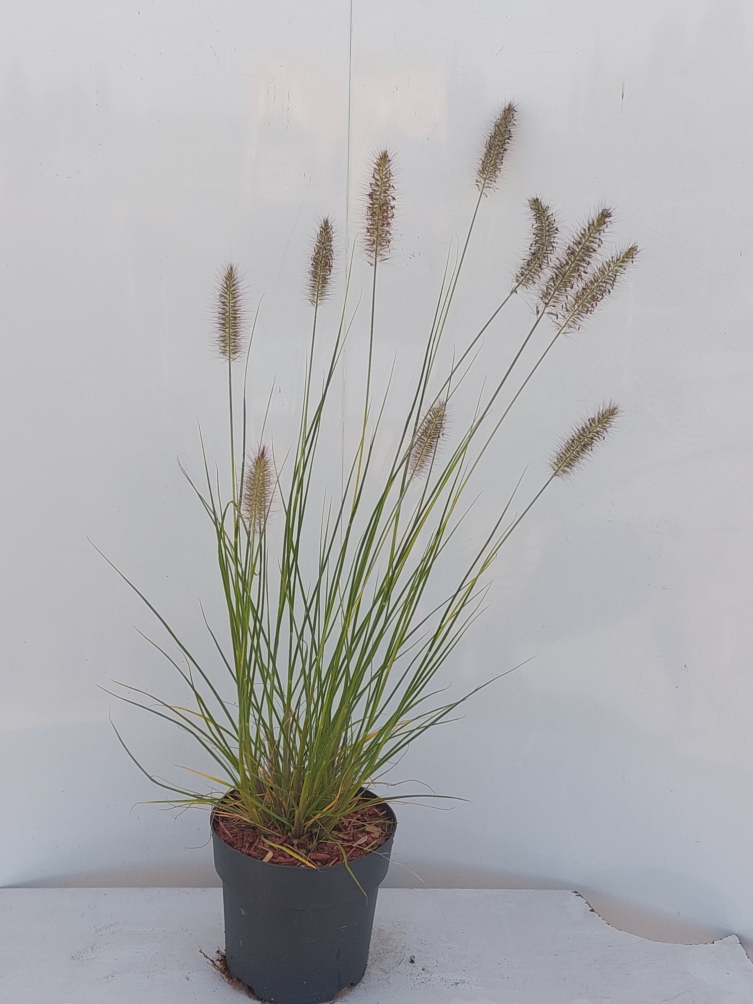 Pennisetum alopecuiodes Hameln, D 17 cm
