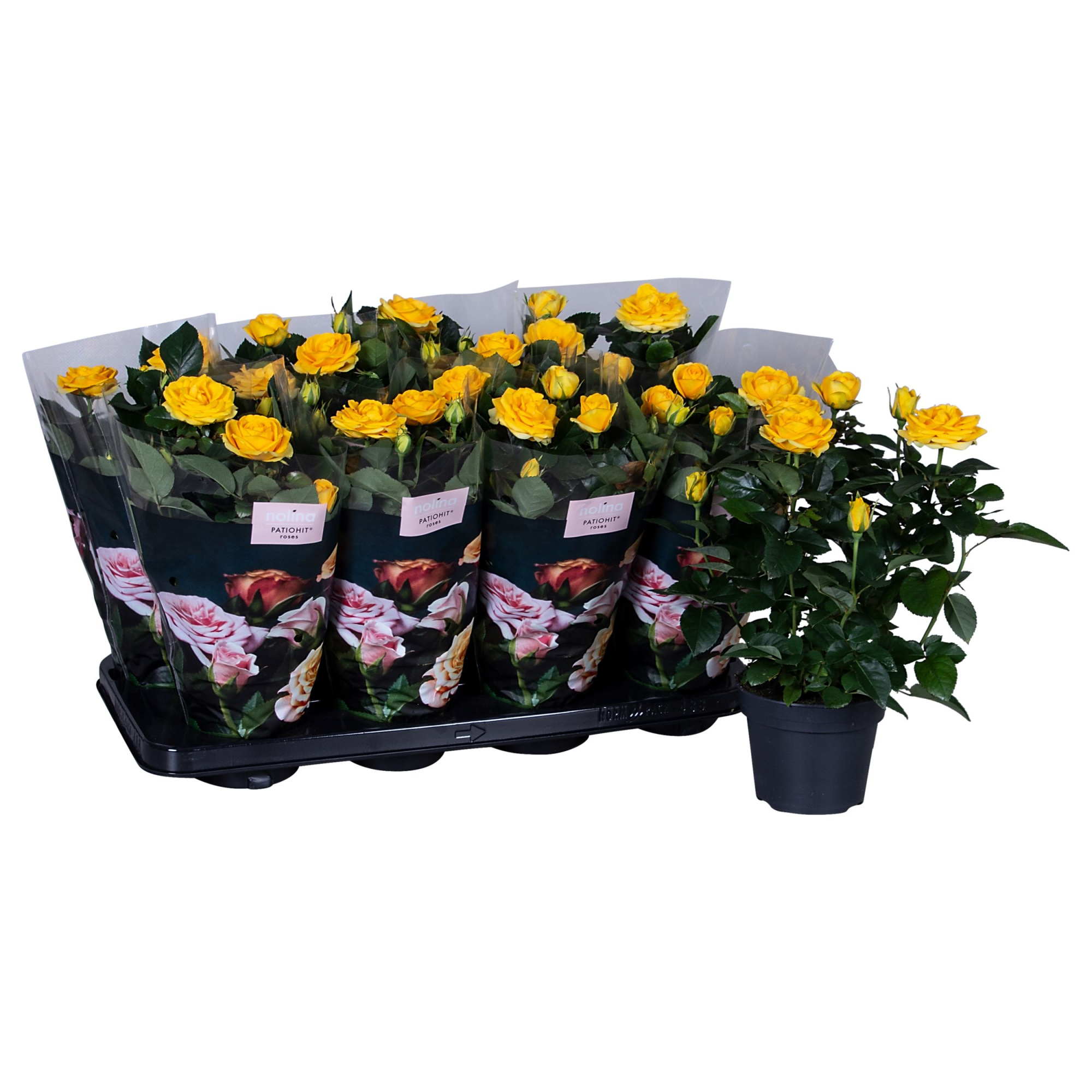 Nolina Roses Ø 13 cm Yellow st. 2-3, D 13 cm