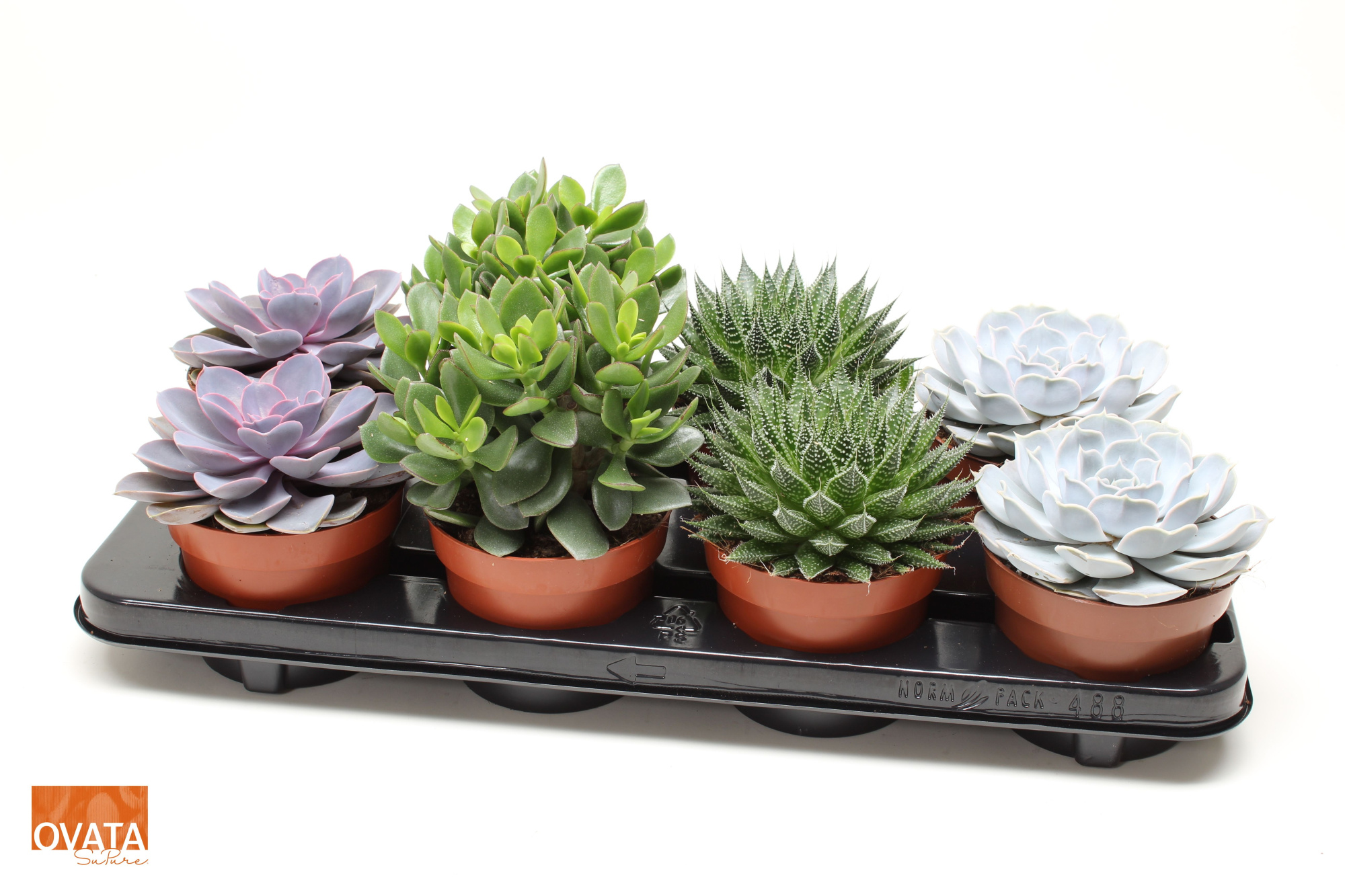 Succulent mix 12, D 12 cm