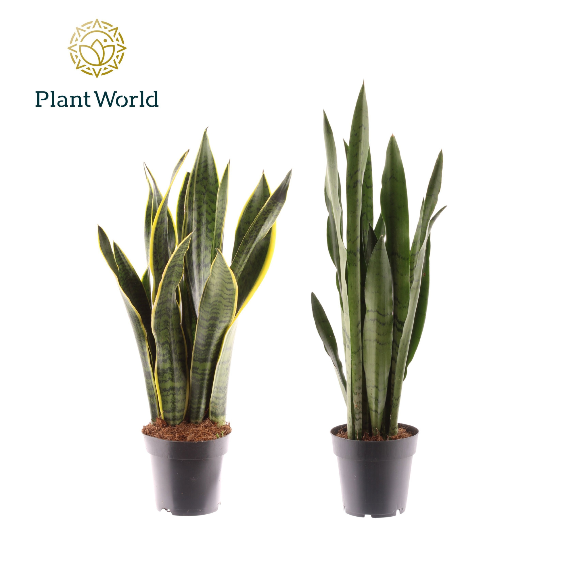 Sansevieria gemengd 2 soorten, D 12