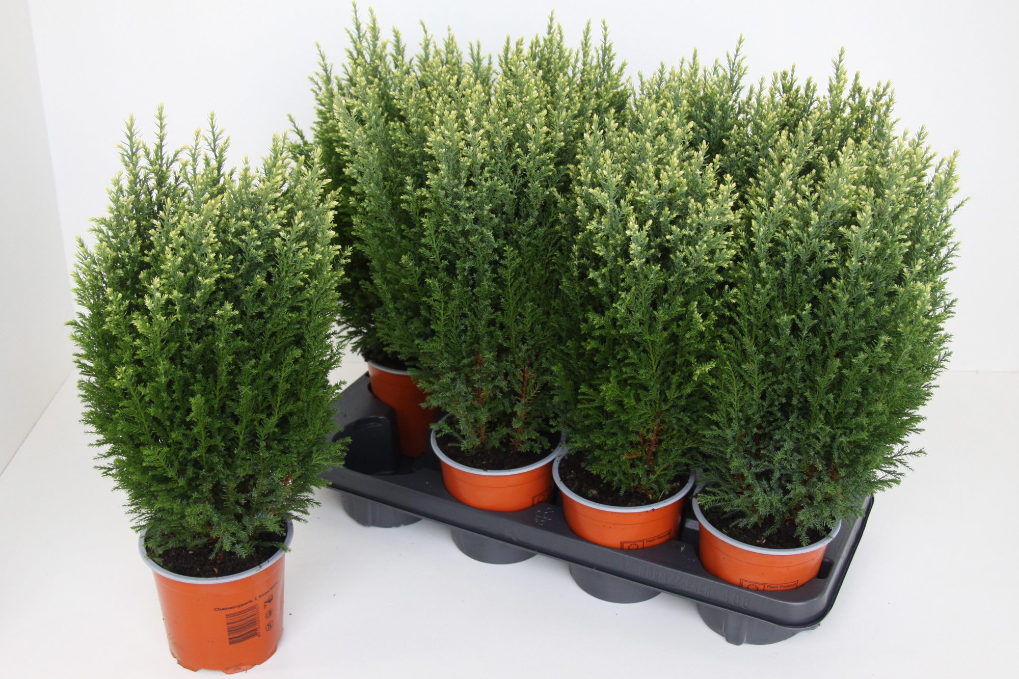 Chamaecyparis lawsoniana 'Snow White', D 13 cm