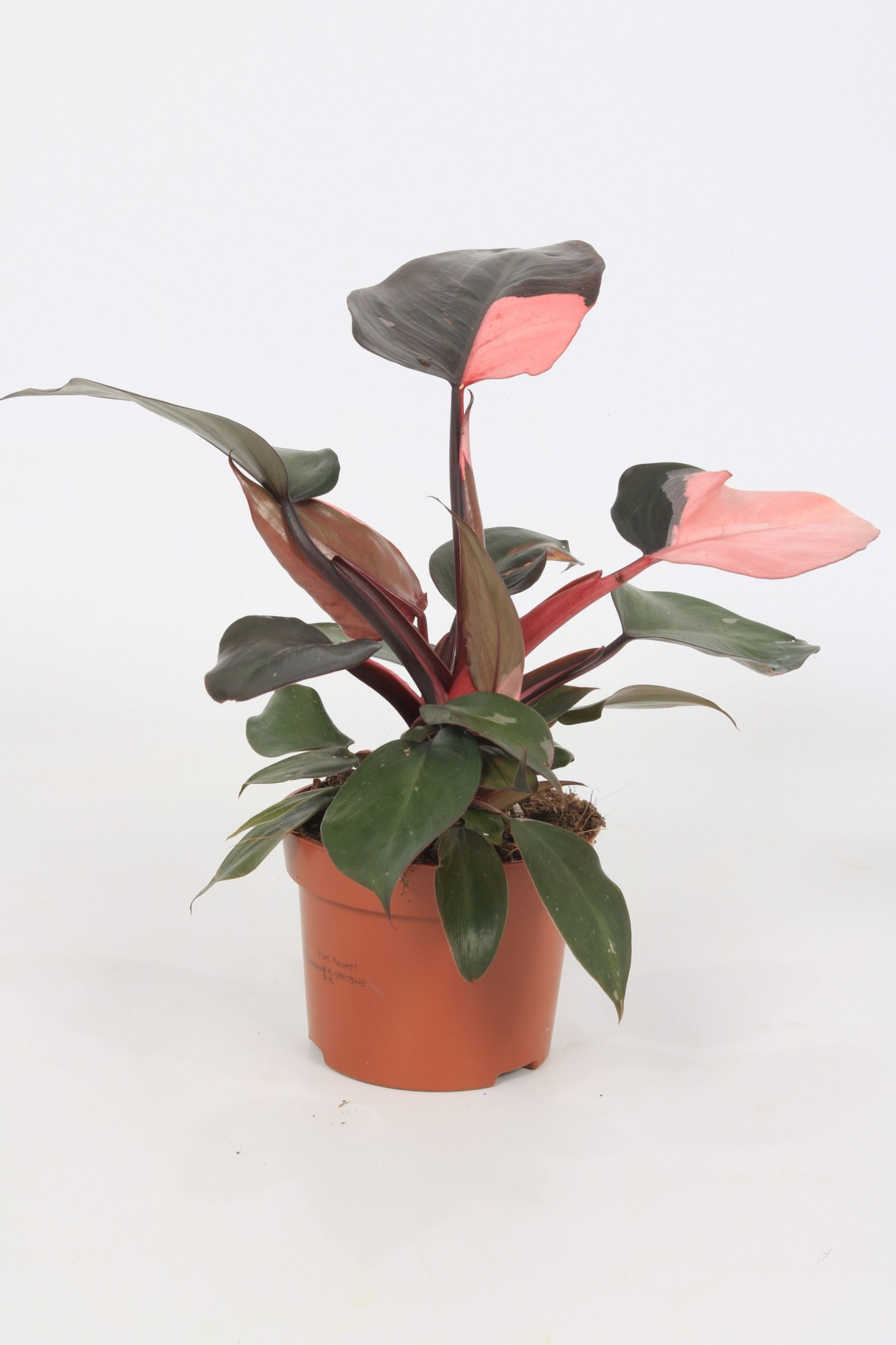 Philodendron Pink Princess 12cm, D 12 cm