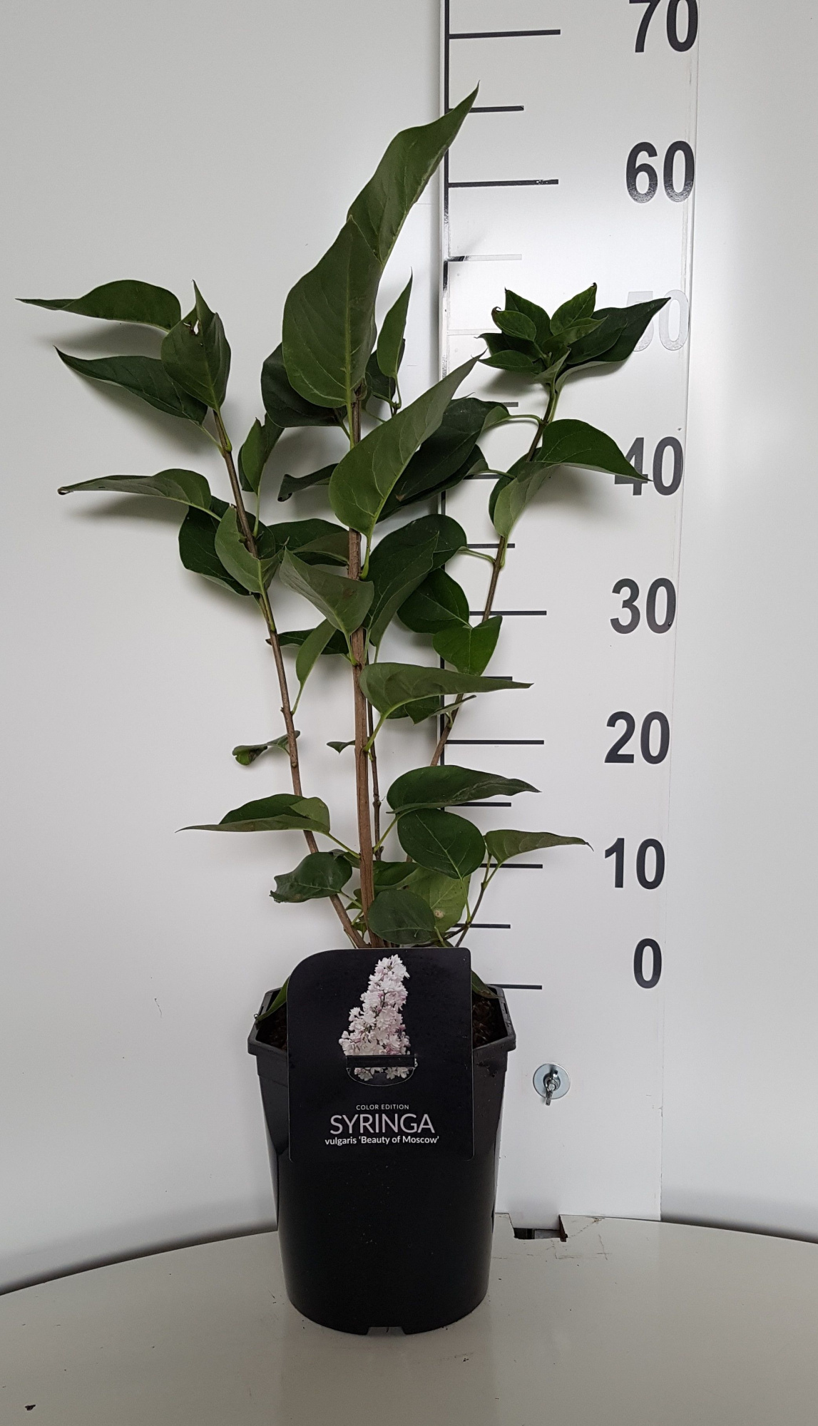 Syringa vulgaris Beauty of Moscow, D 21 cm