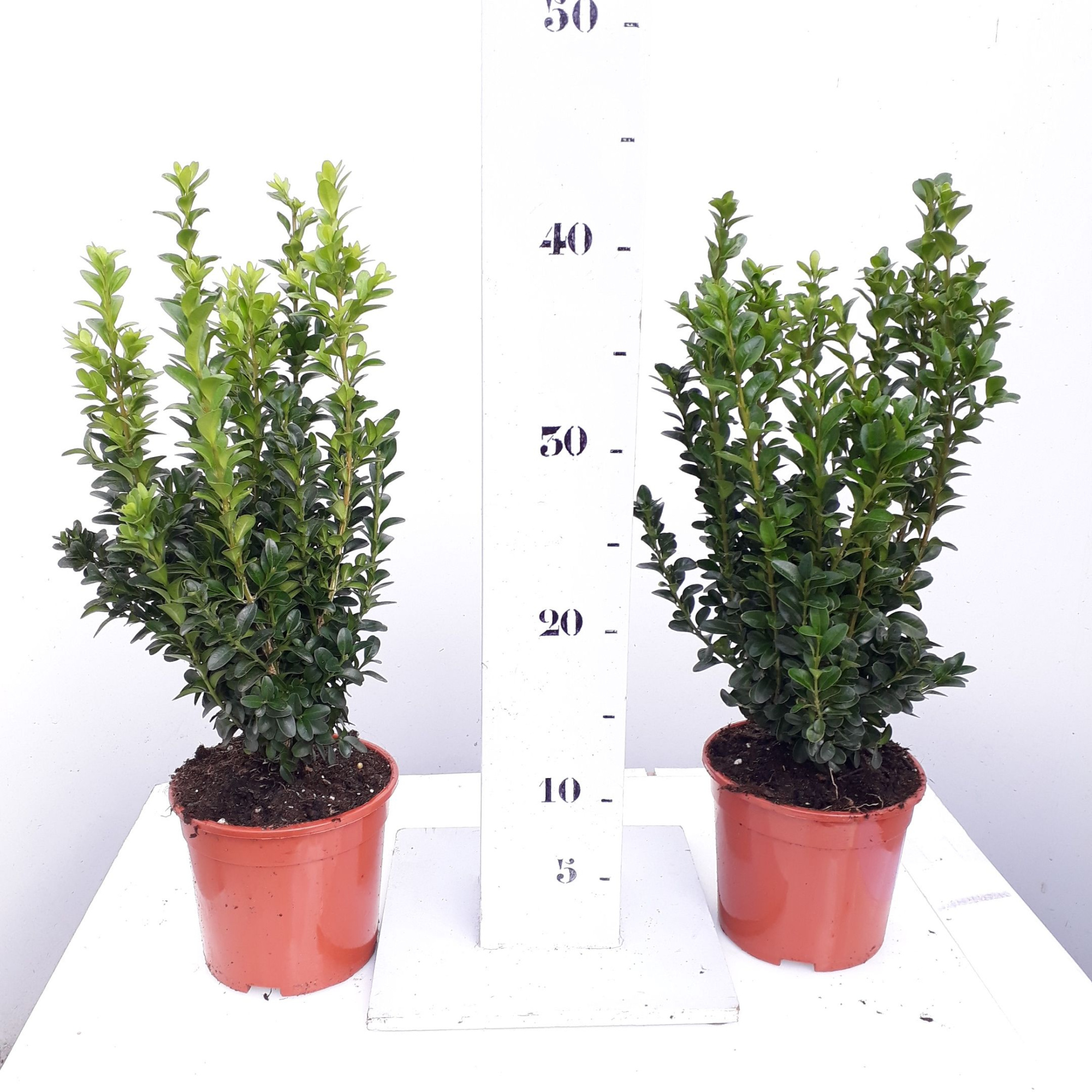 Buxus sempervirens 25-30cm struik, D 13
