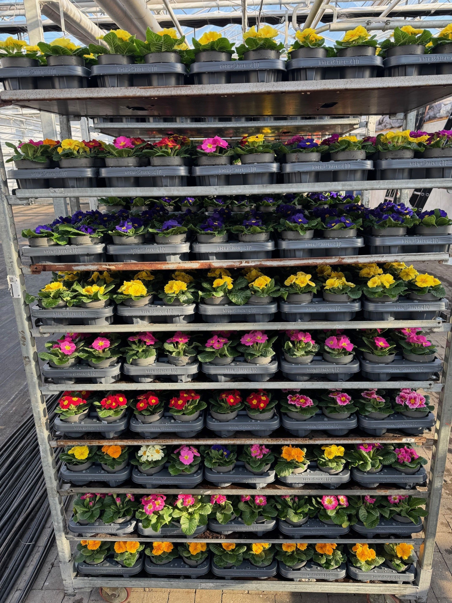 Primula acaulis Mix Kar 10,5 cm, D 10