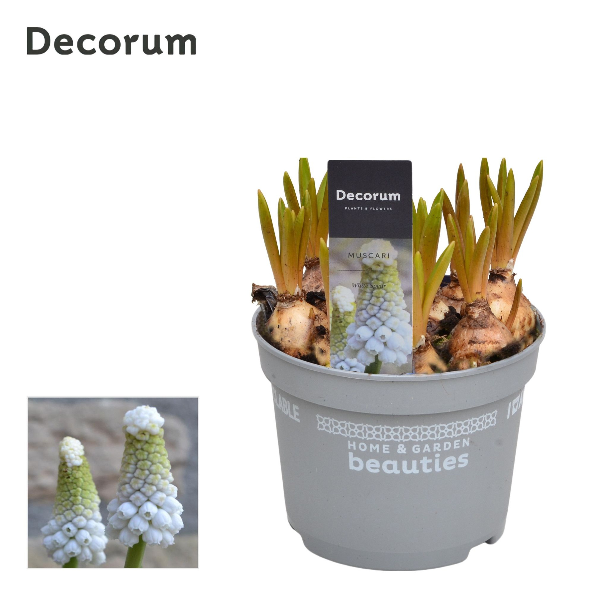Muscari White Spear, D 12
